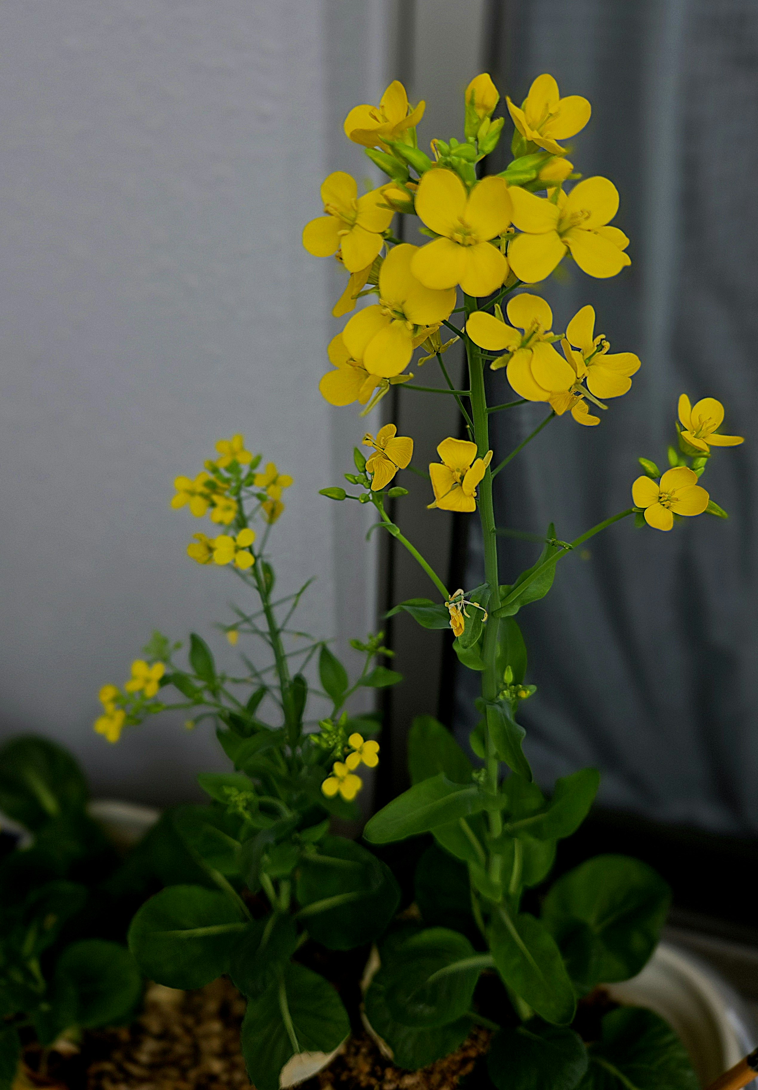 黄色い花とつぼみのある鉢植え