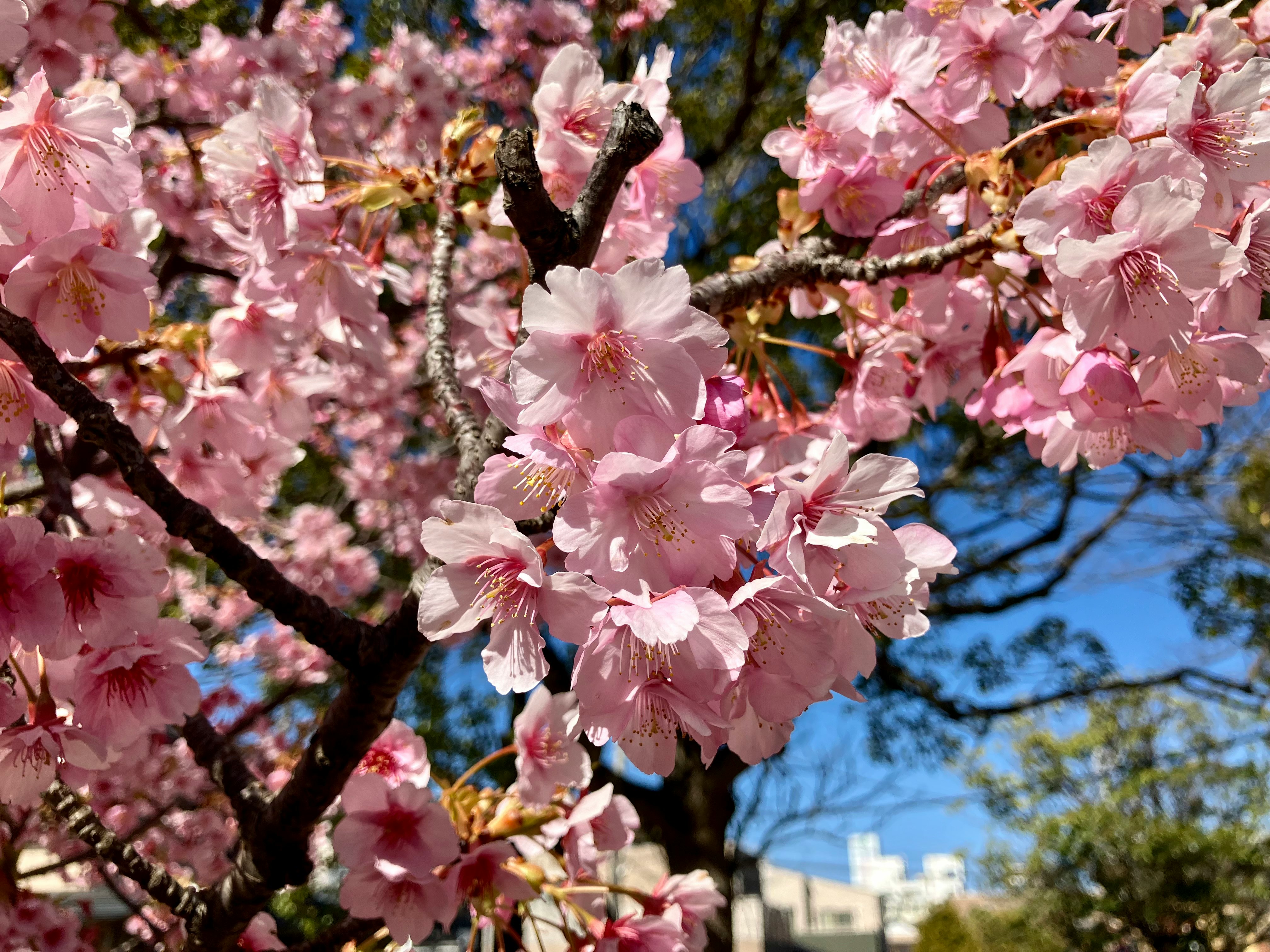 青空の下で咲くピンクの桜の花の枝