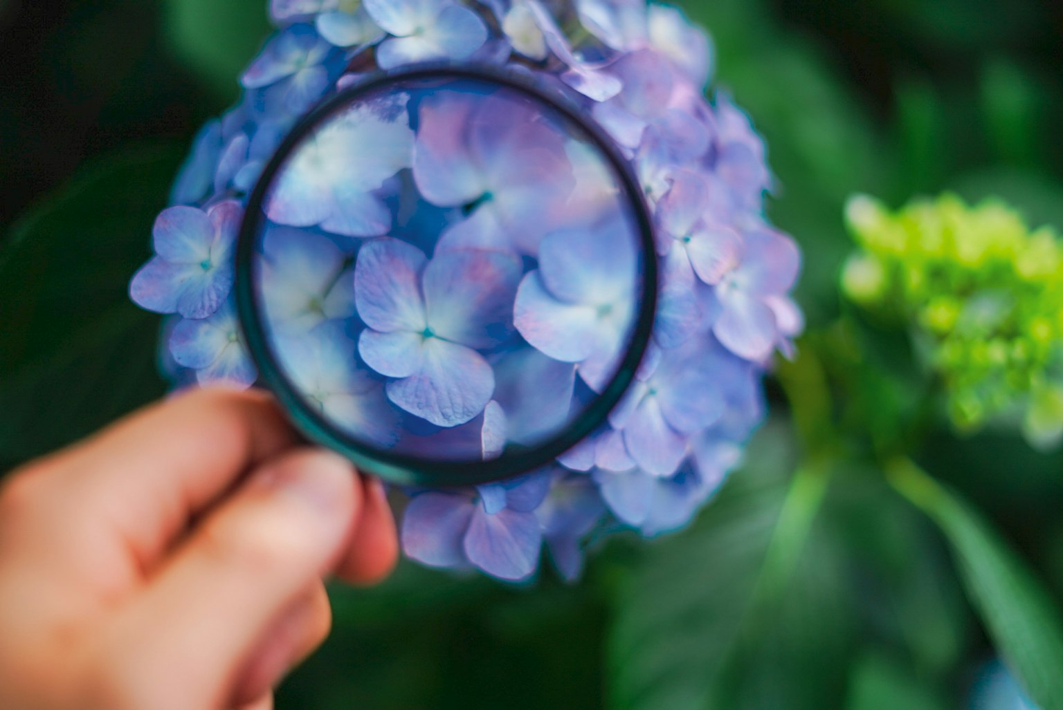 Mano che tiene una lente d'ingrandimento sopra un fiore viola