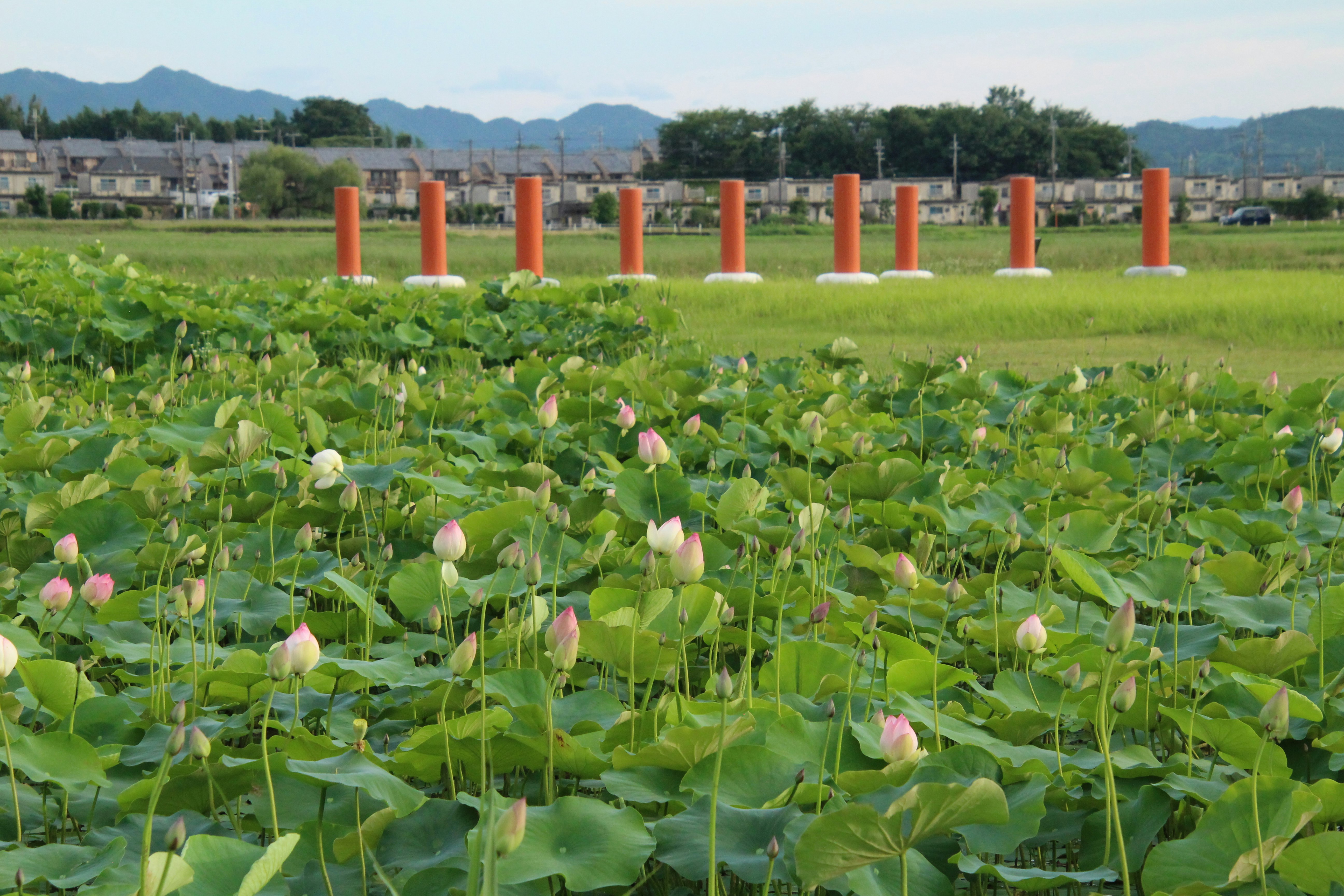 花畑に並ぶオレンジ色の柱と緑の芝生