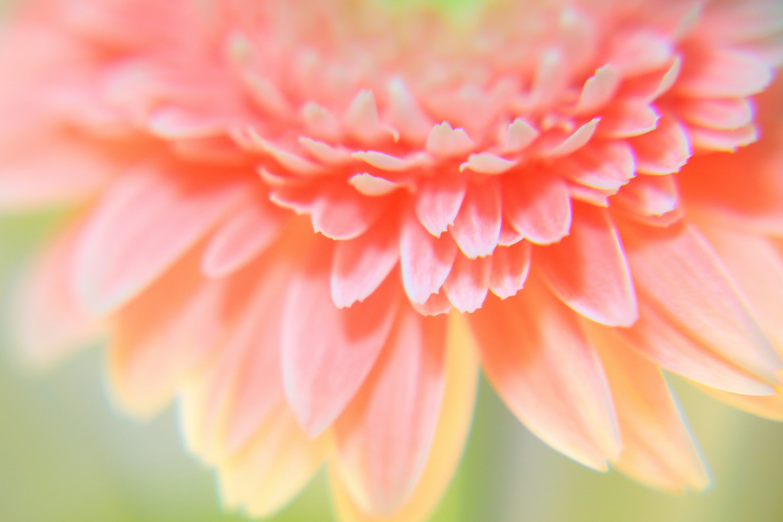 Acercamiento de una hermosa flor con pétalos rosas vibrantes superpuestos