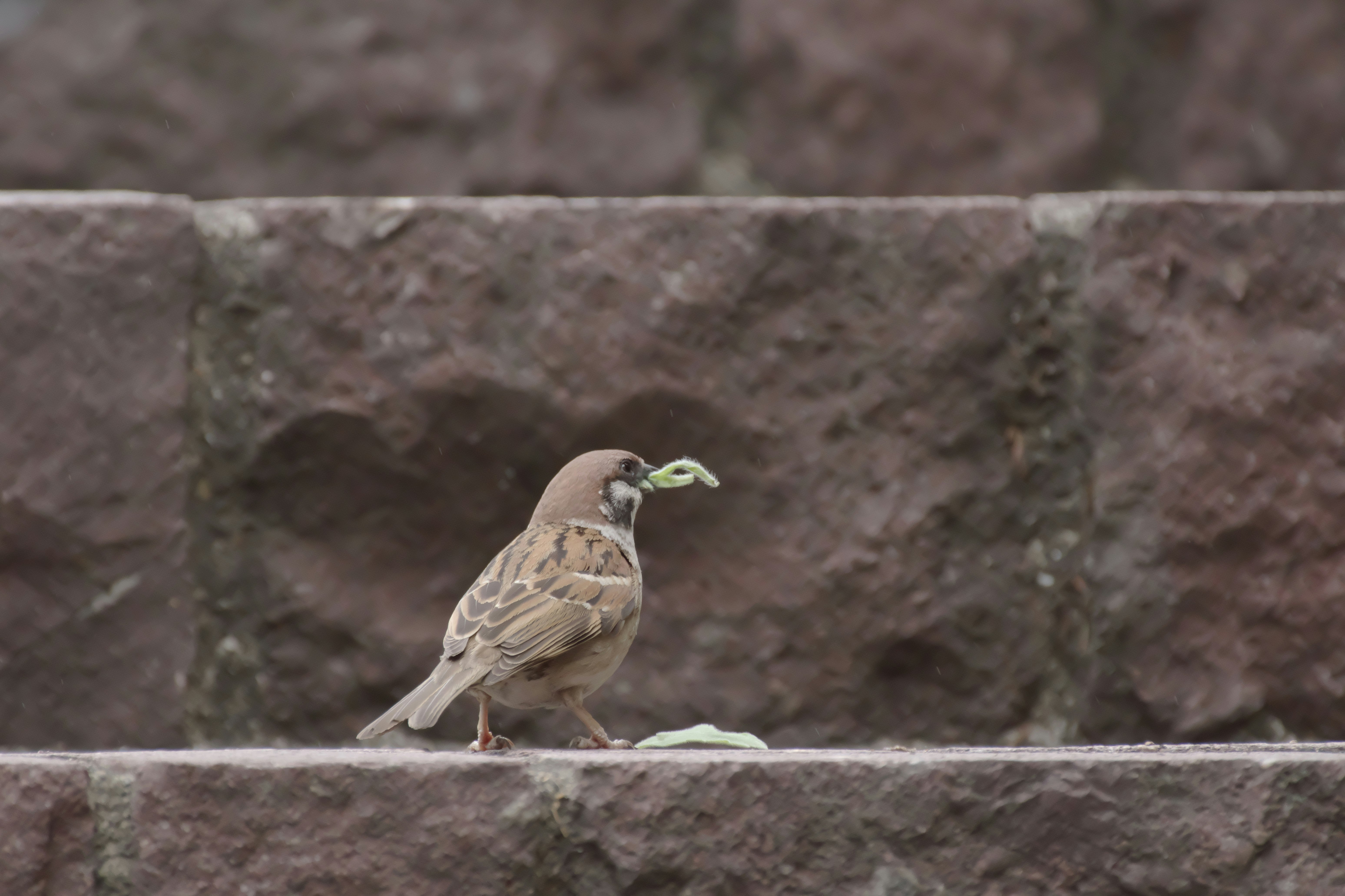 石の壁の上にとまる鳥