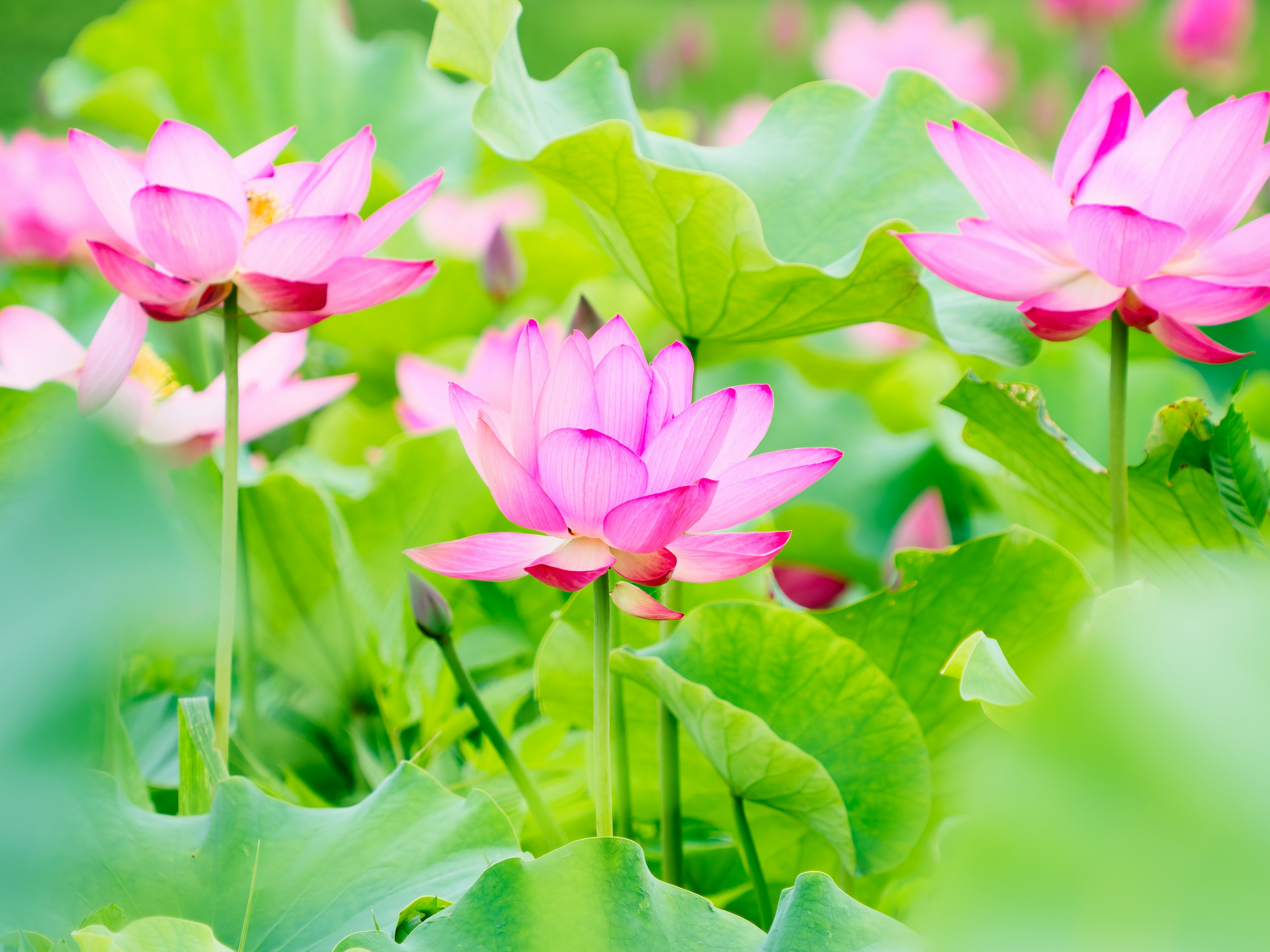 ピンクの蓮の花が咲く水辺の花畑