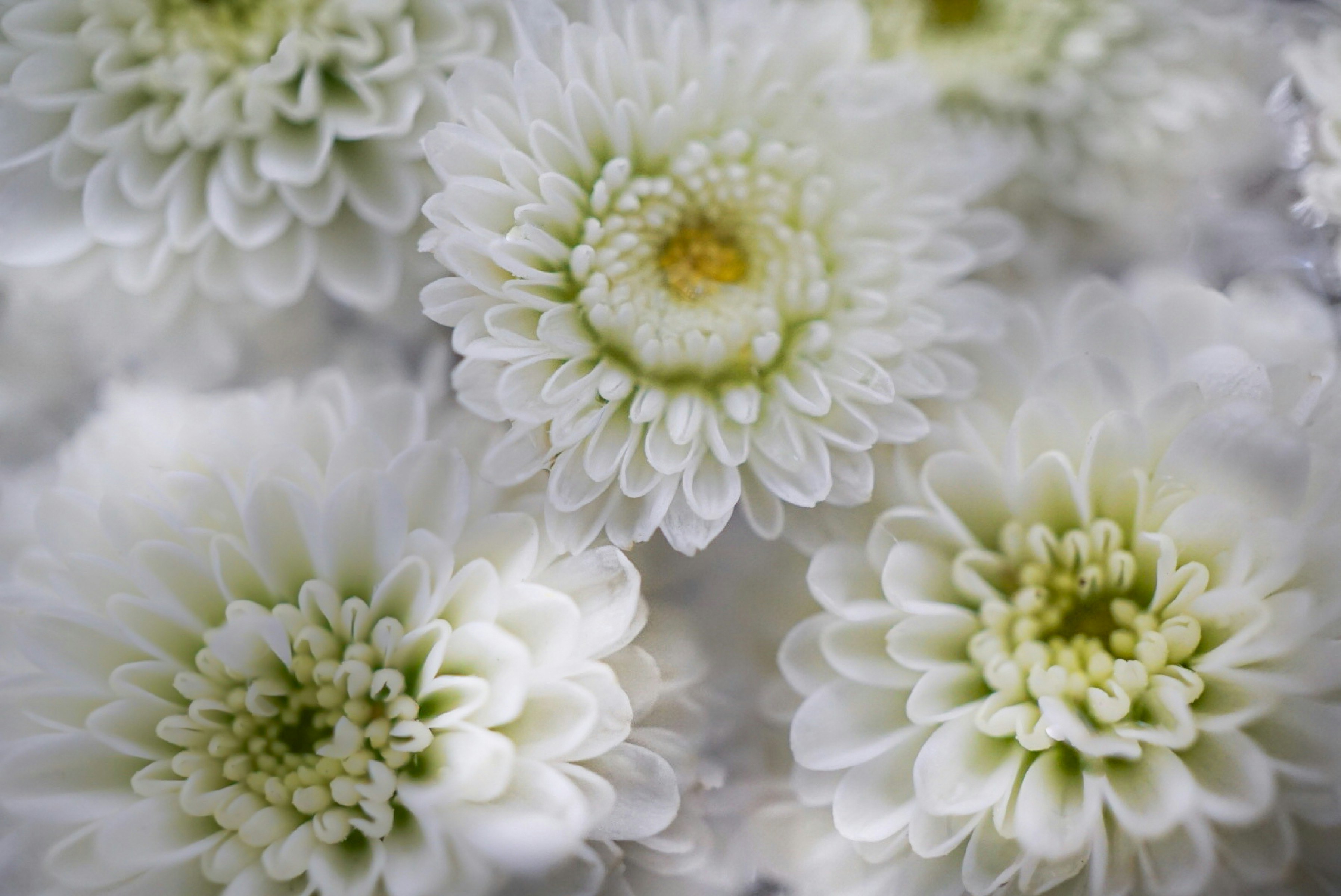 close-up of white spray chrysanthemums