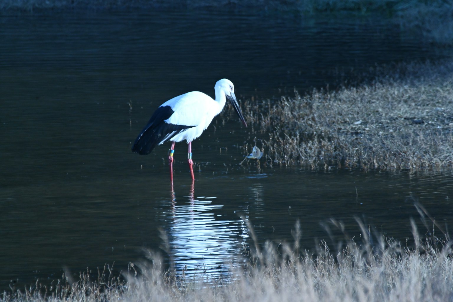 Una cigüeña blanca de pie junto al agua
