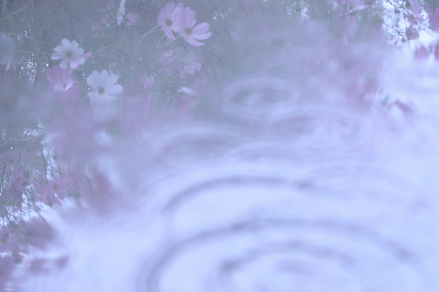 Ripples on water surface with soft floral pattern