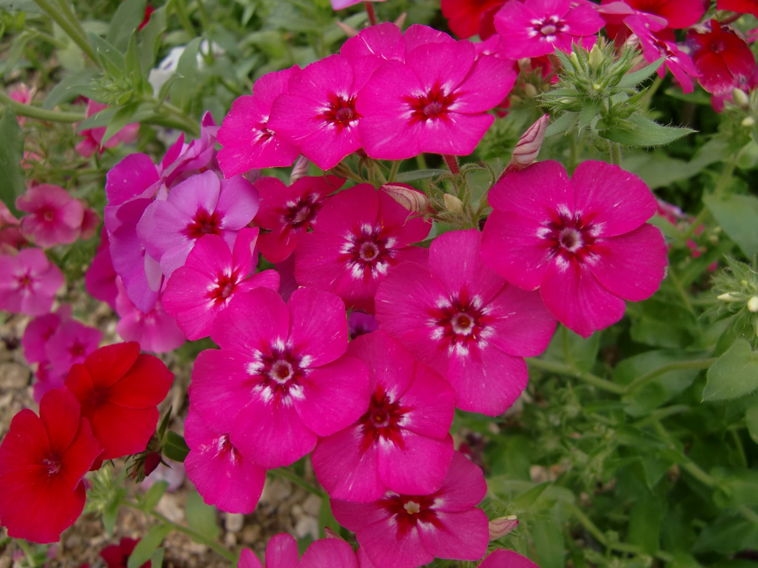 Fiori di phlox rosa vivaci in piena fioritura