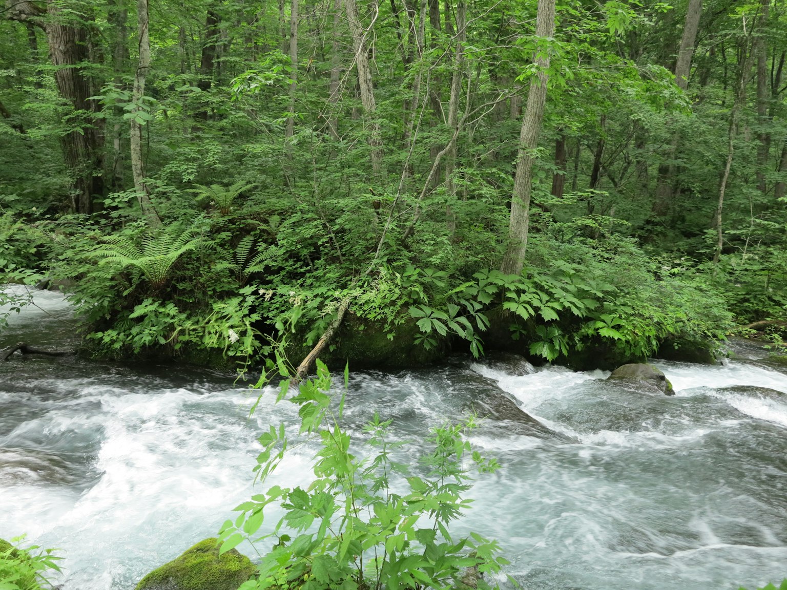 Arroyo claro que fluye a través de un bosque frondoso con rocas