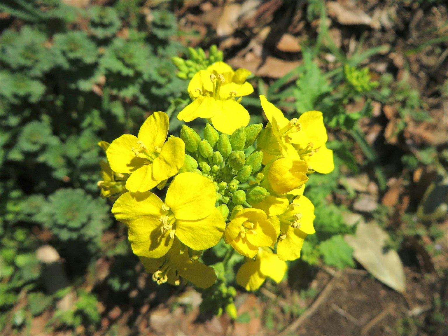 Close-up of a plant with bright yellow flowers