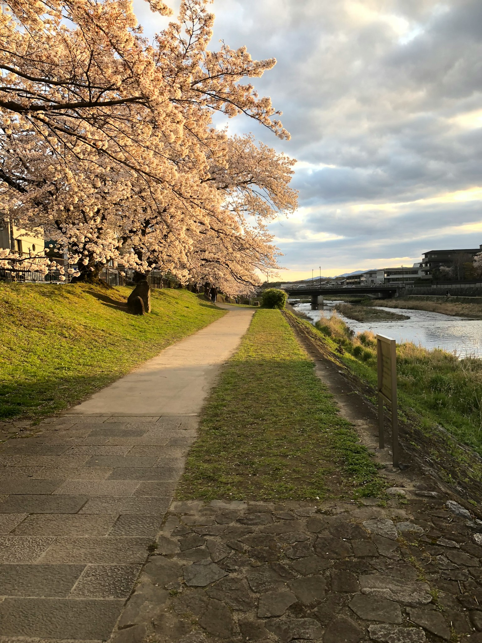 Árboles de cerezo en flor a lo largo de un paseo junto al río