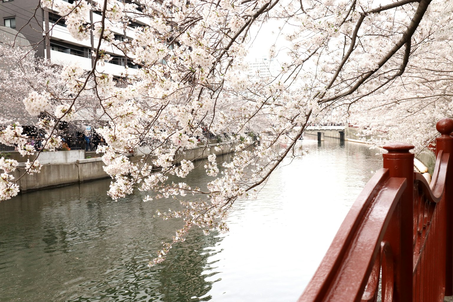 ทิวทัศน์ของดอกซากุระริมแม่น้ำกับสะพานราวสีแดง
