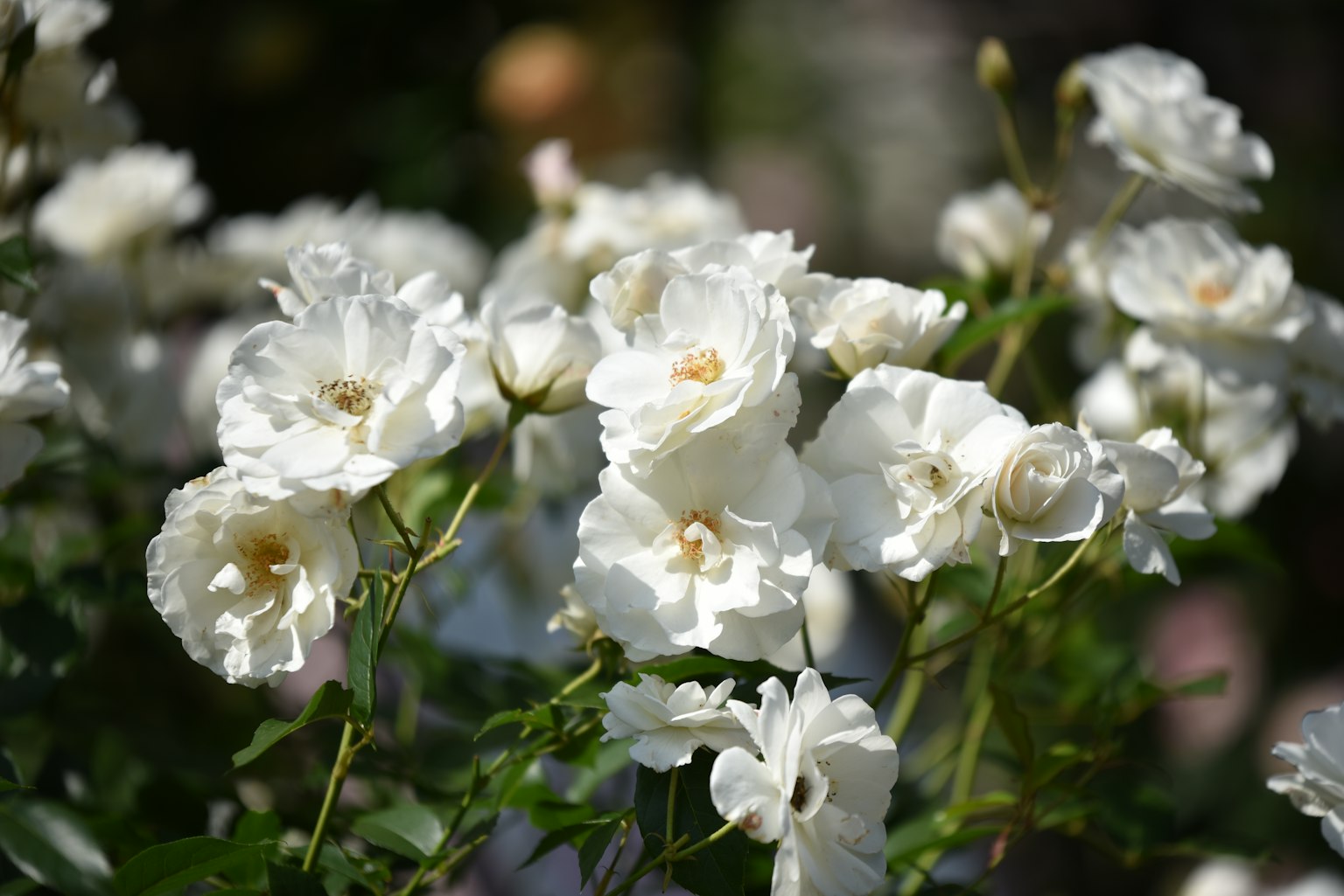 Cluster of white roses blooming in a garden
