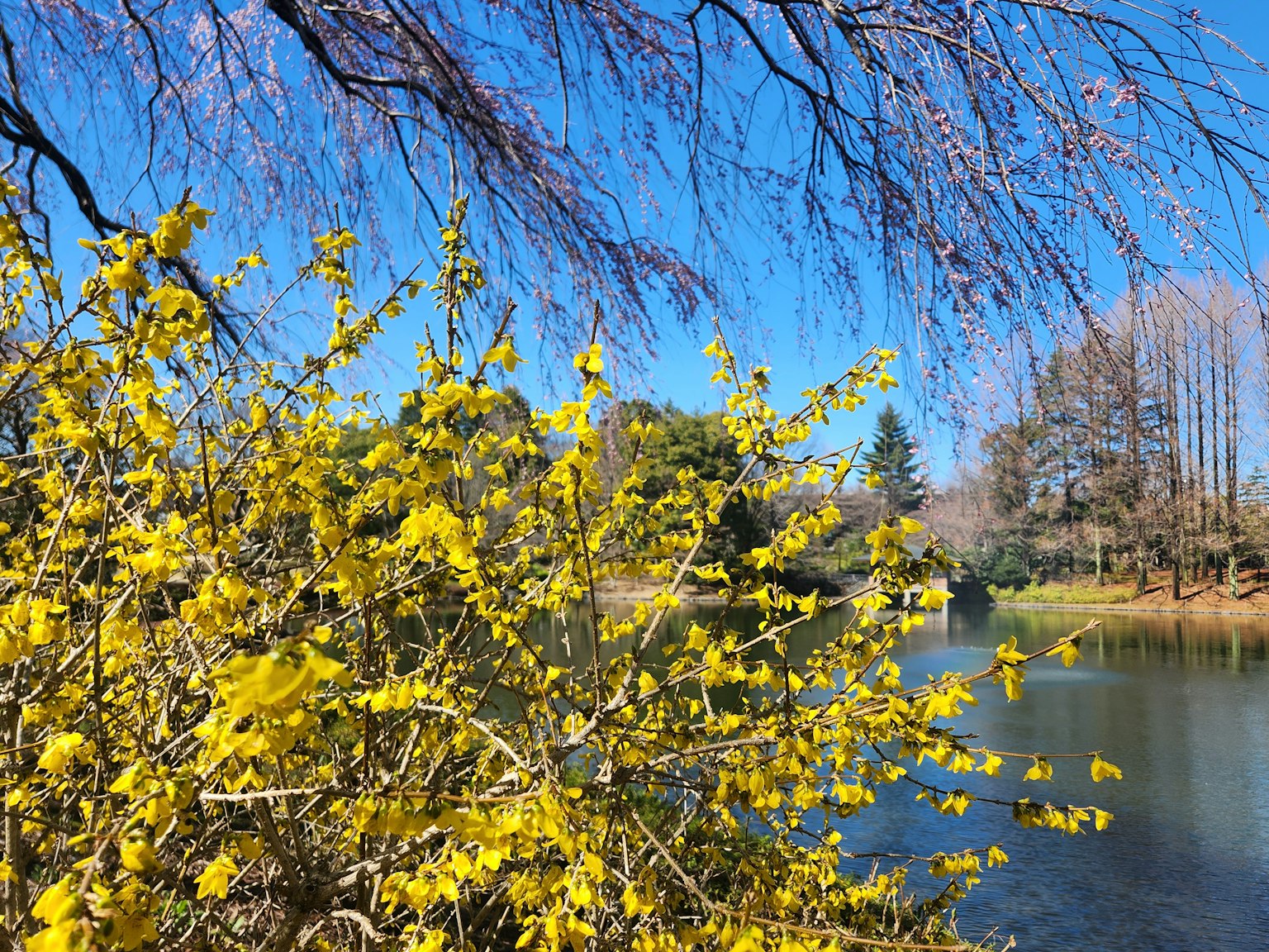 Un paysage avec un buisson fleuri jaune vibrant près d'un étang calme sous un ciel bleu clair