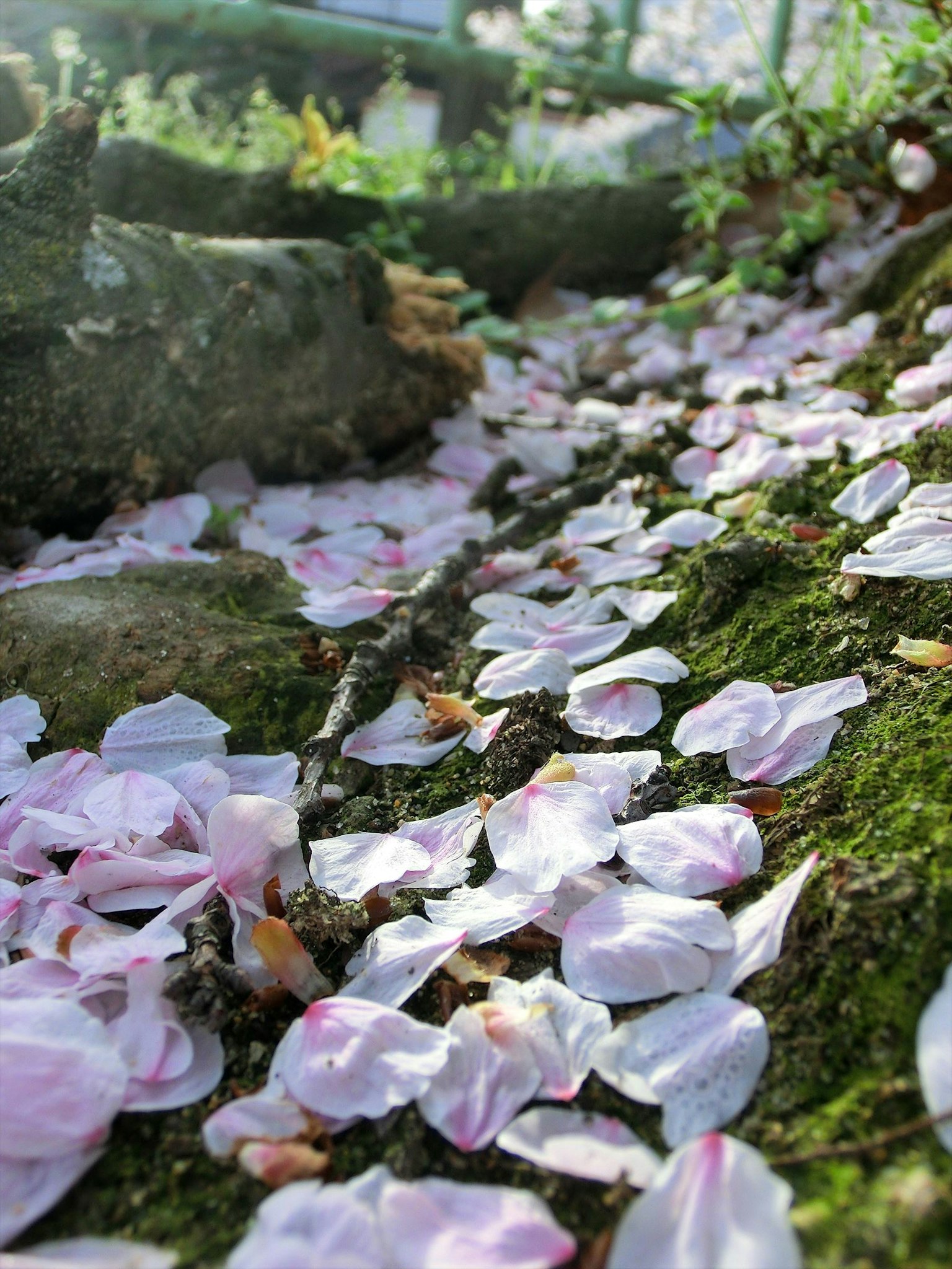 覆盖着粉色樱花花瓣的绿色苔藓小路