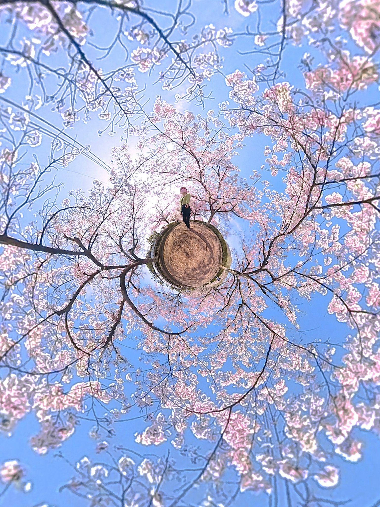 Panoramic view of a person standing under fully bloomed cherry blossom trees against a blue sky