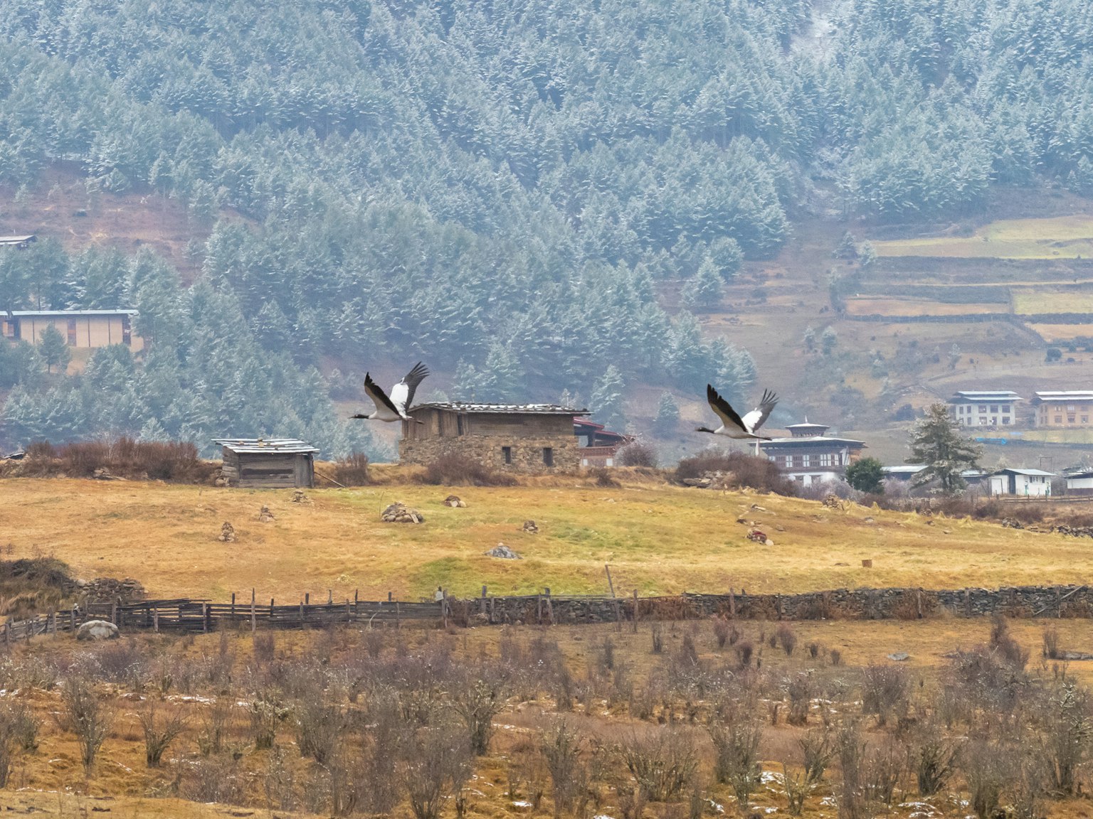 鄉村風景，背景是山脈和飛鳥
