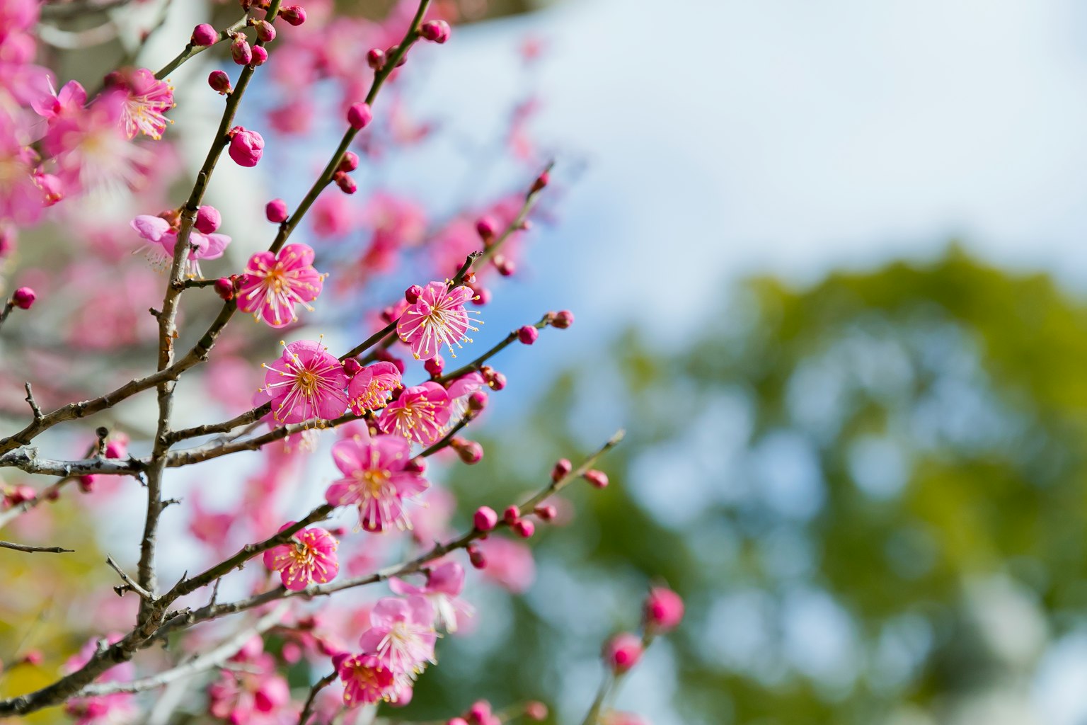 Cabang bunga sakura dengan bunga merah muda di latar belakang langit biru