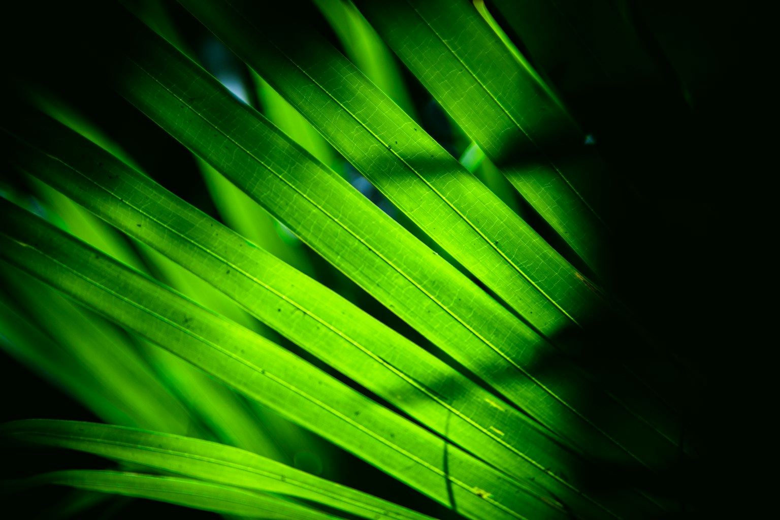 Close-up daun hijau dengan refleksi cahaya yang terlihat