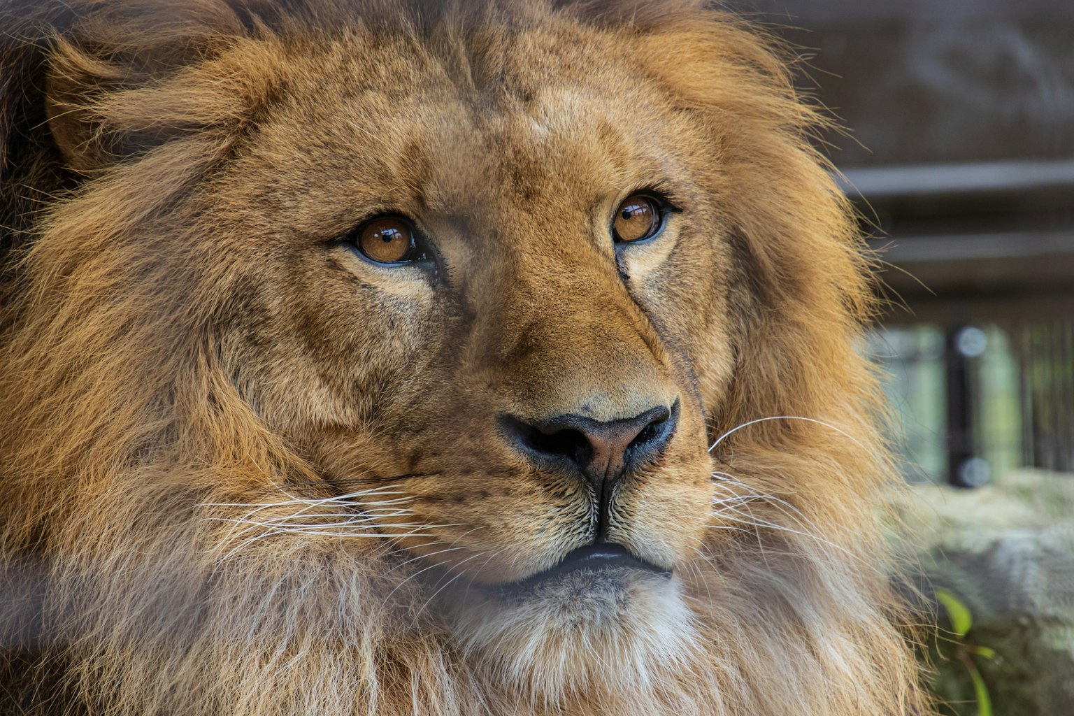 Close-up of a lion's face featuring a majestic mane and intense eyes