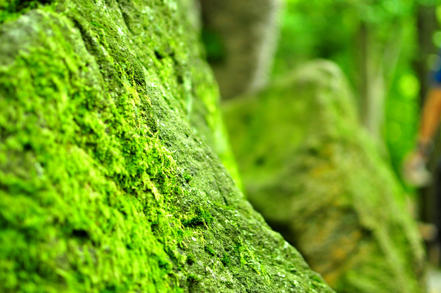 Nahaufnahme eines moosbedeckten Felsens in einer grünen Waldlandschaft