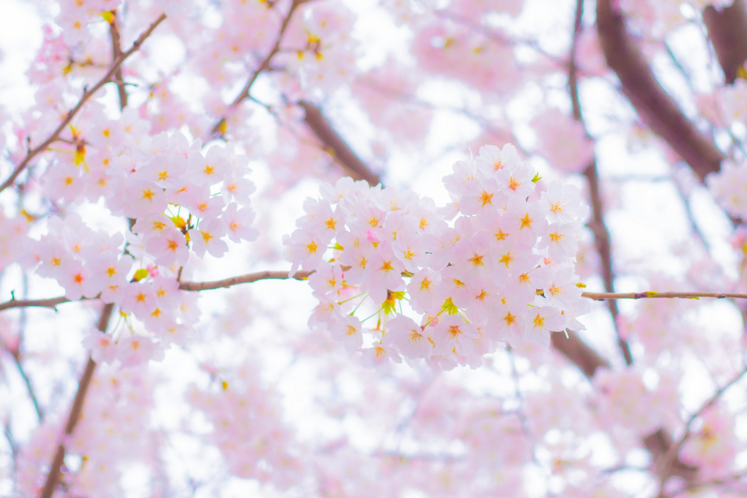 Primo piano di rami di ciliegio in fiore con petali rosa brillanti e centri gialli