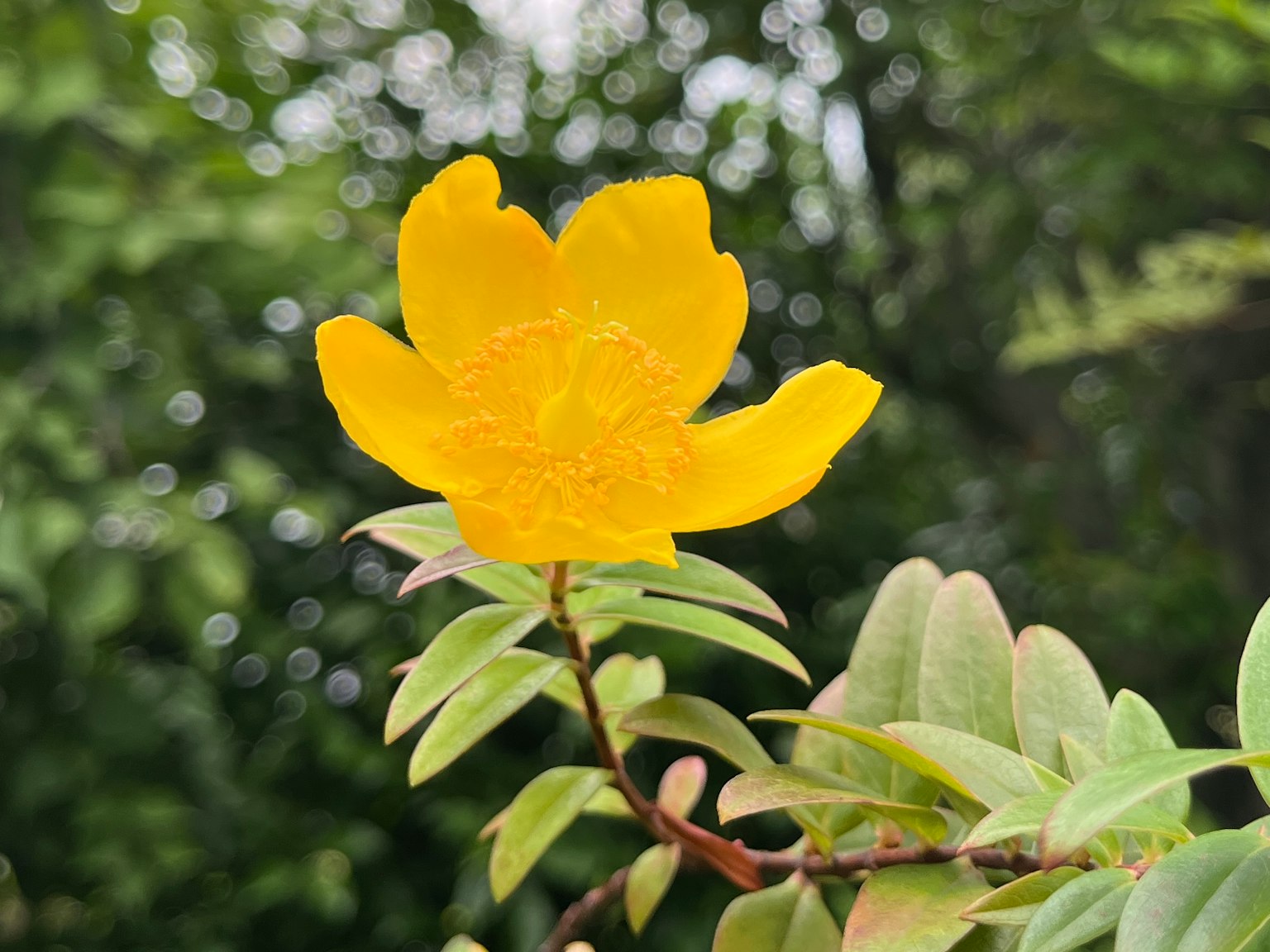 Une fleur jaune éclatante fleurissant parmi des feuilles vertes