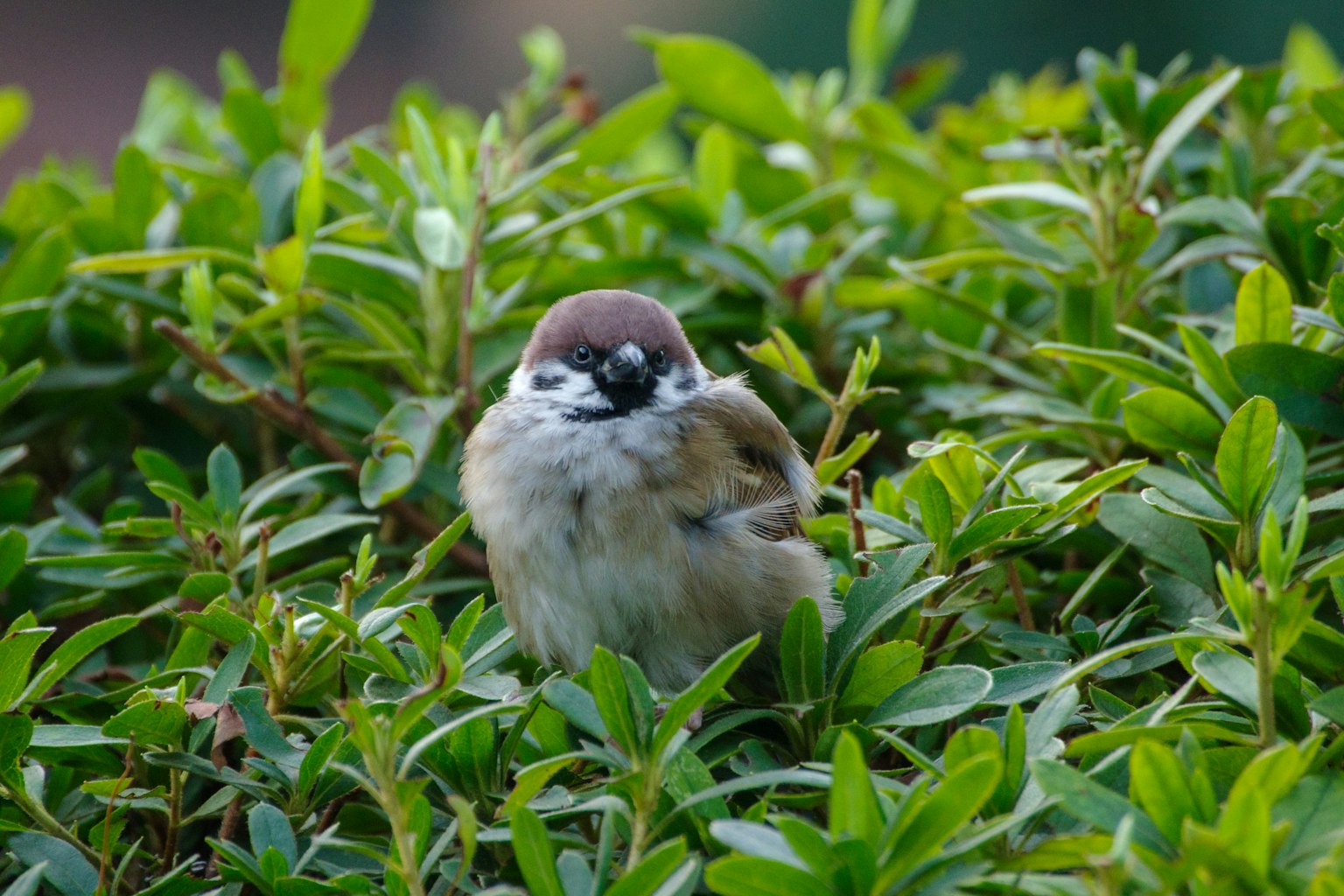Ein kleiner Spatz versteckt sich zwischen grünen Blättern