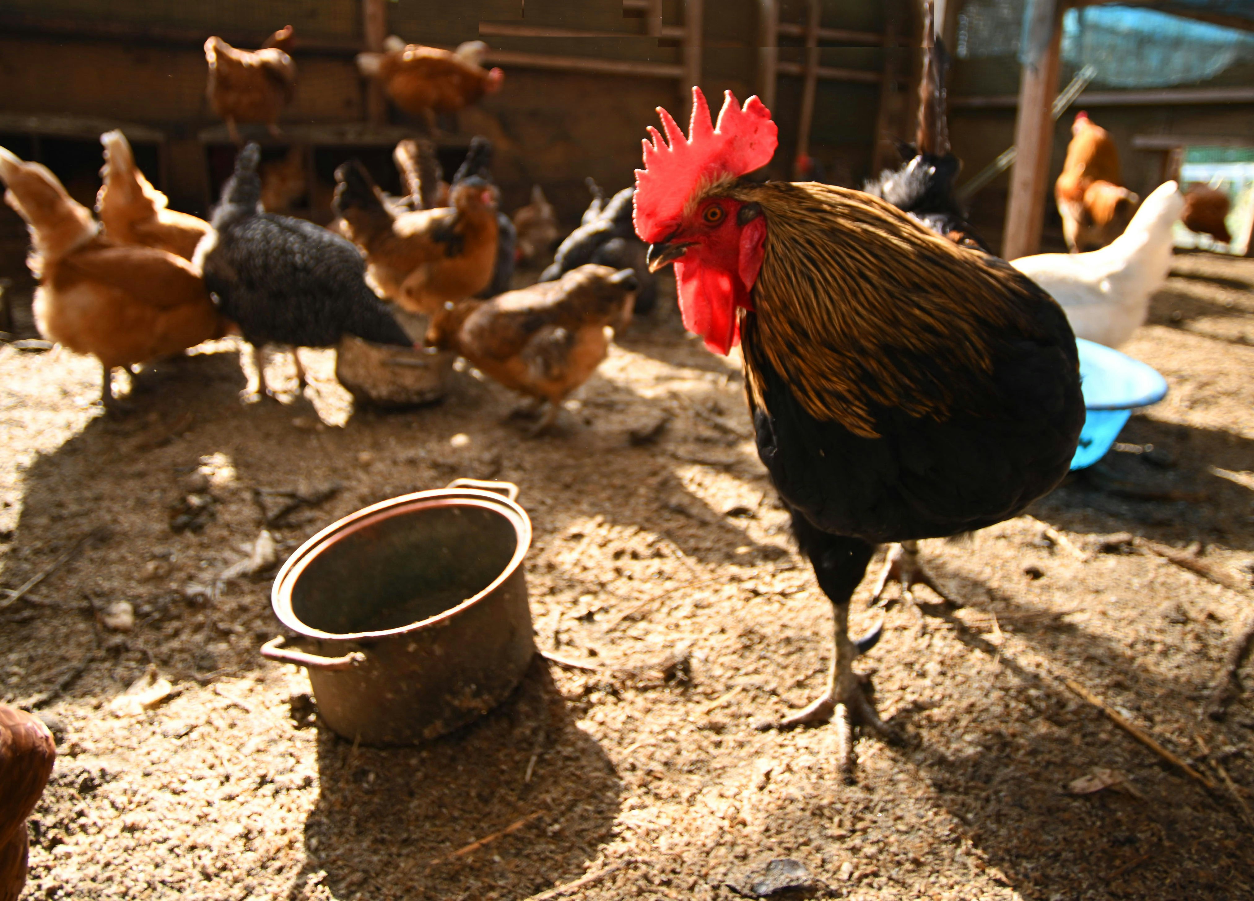 鶏とひよこがいる鶏舎の屋外飼育スペース