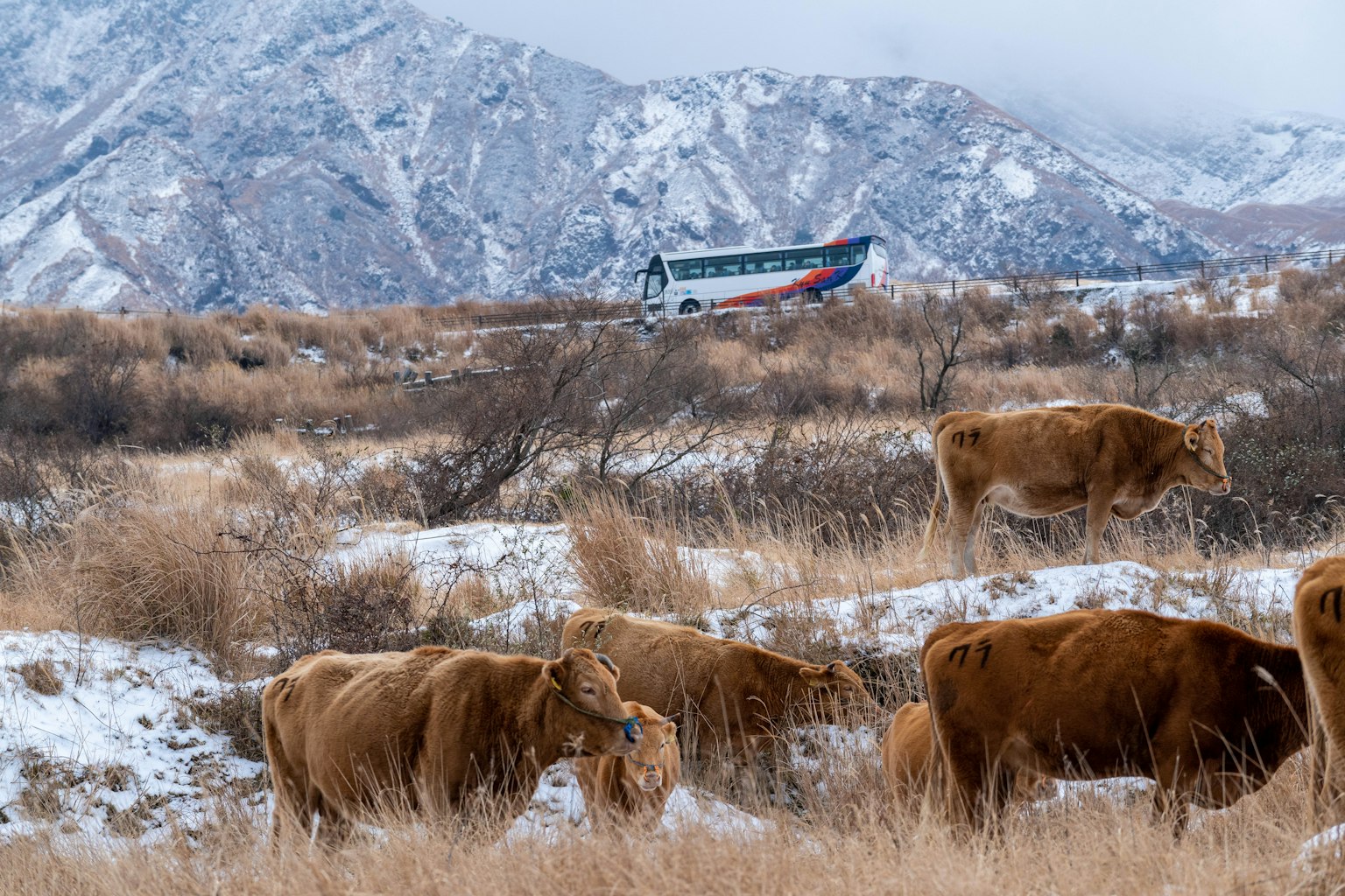 Des vaches paissant dans un paysage enneigé avec des montagnes en arrière-plan et un avion volant au-dessus