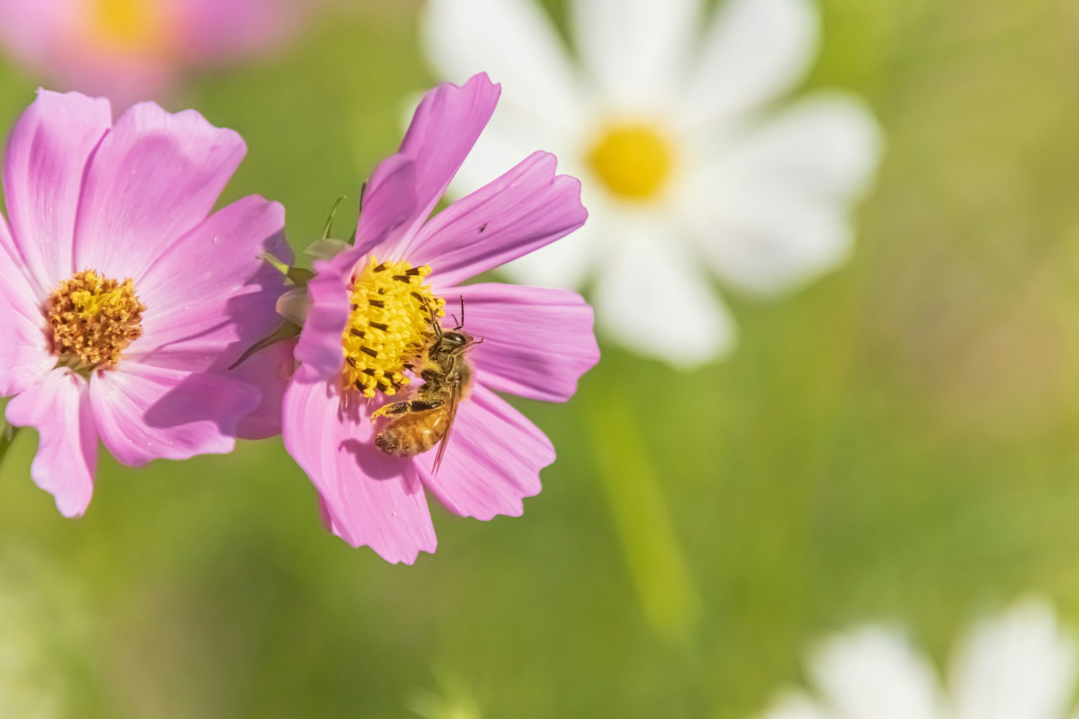 Primer plano de flores rosas con una abeja y margaritas blancas al fondo