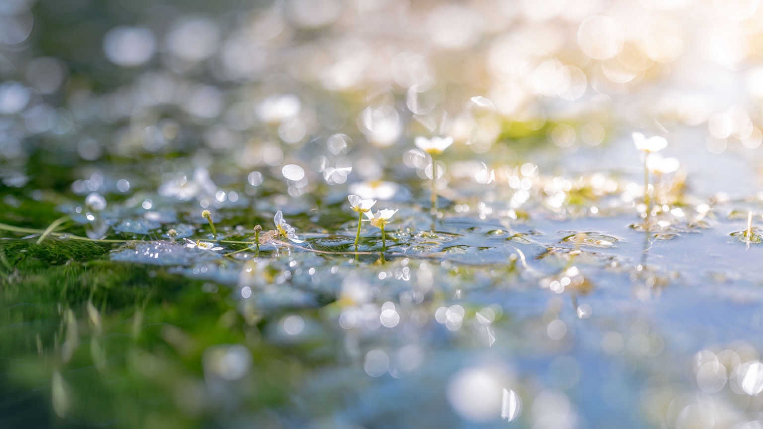 Close-up of small flowers and water droplets on the water surface