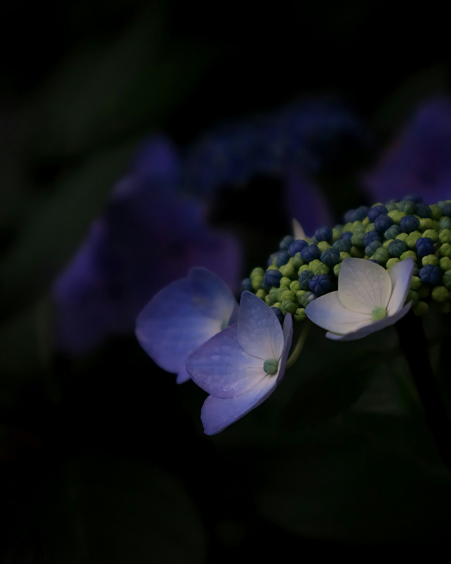 Blue hydrangea petals illuminated against a dark background