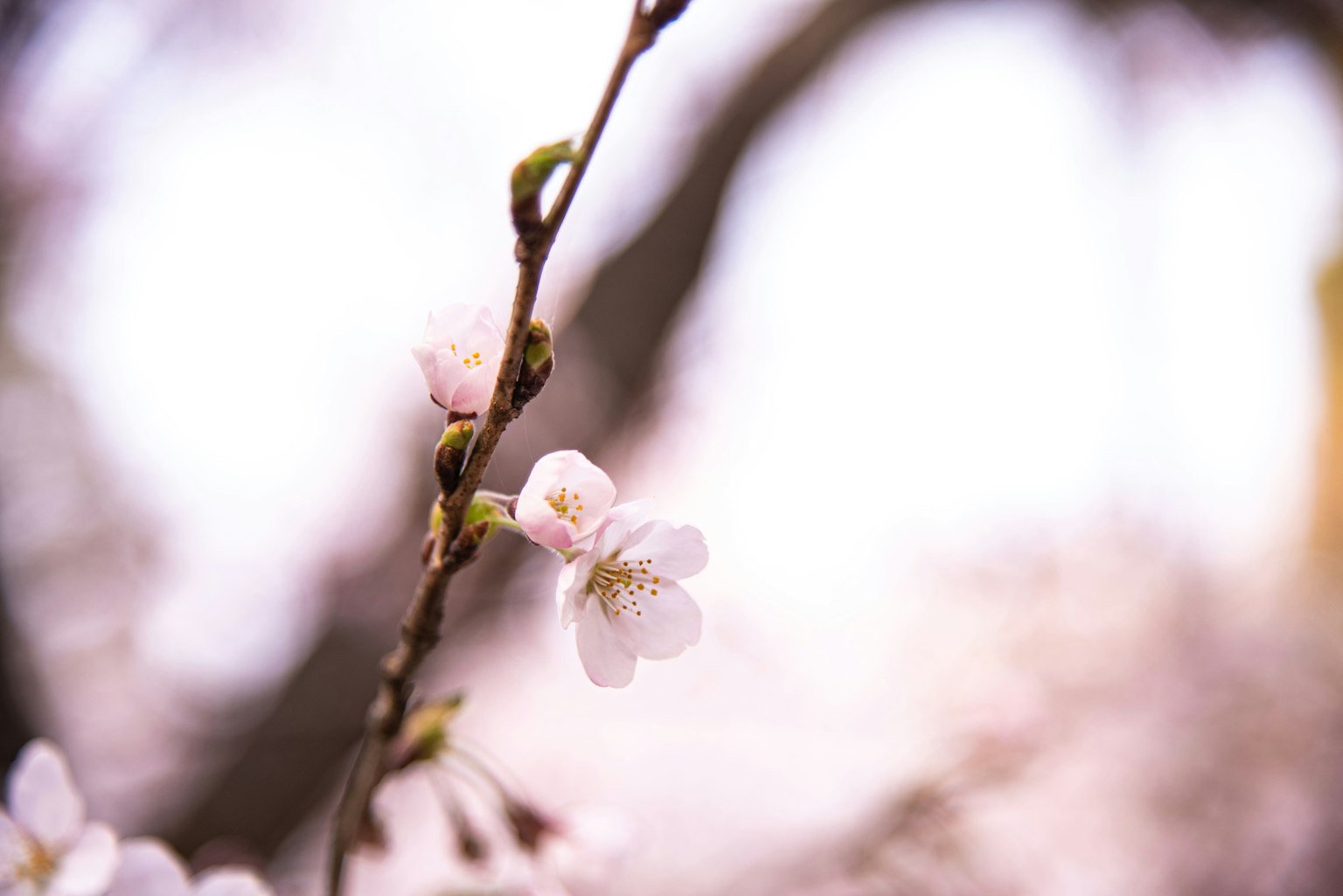 Gros plan de fleurs de cerisier sur une branche avec un fond flou doux