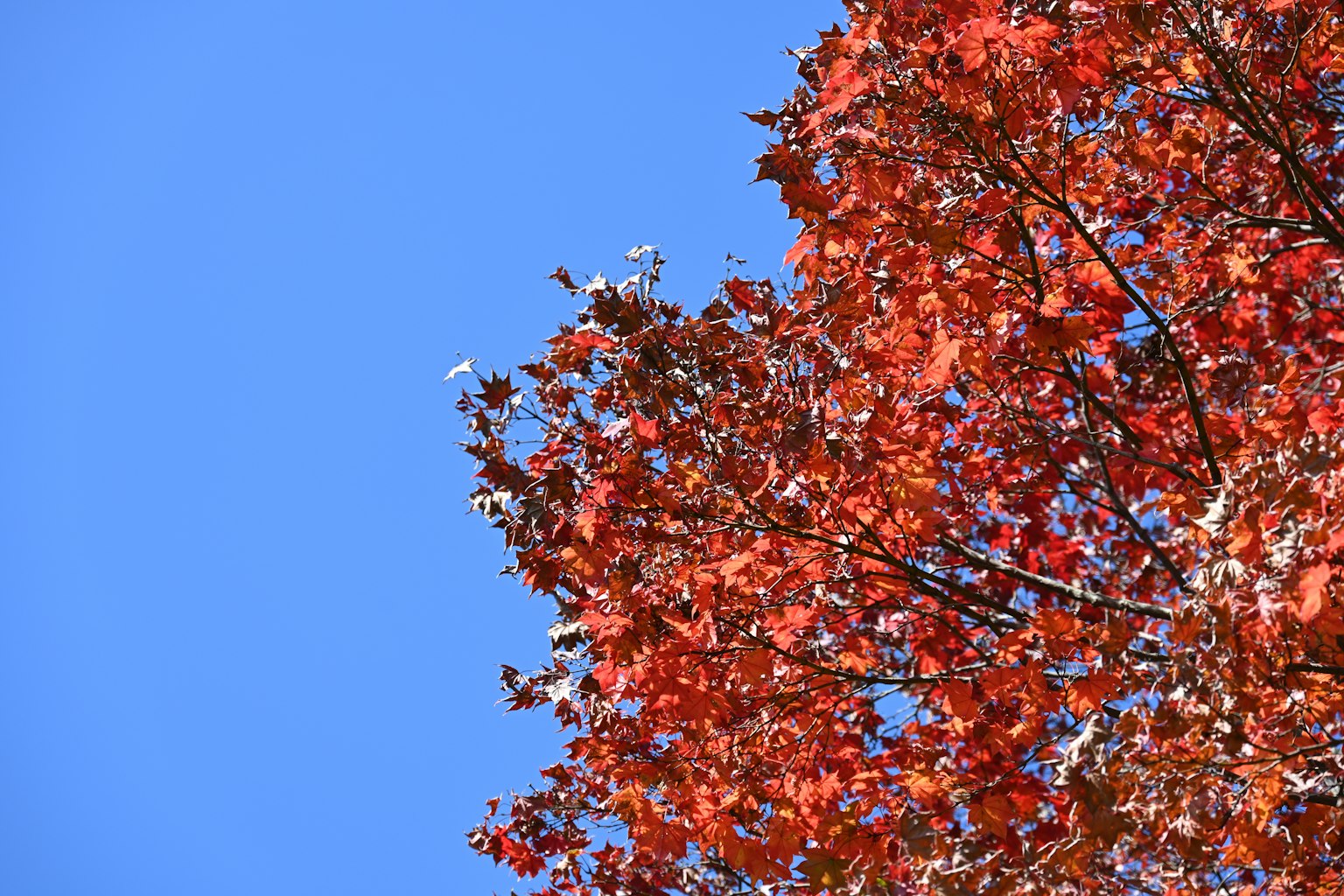 Arbre avec des feuilles rouges vives sous un ciel bleu clair