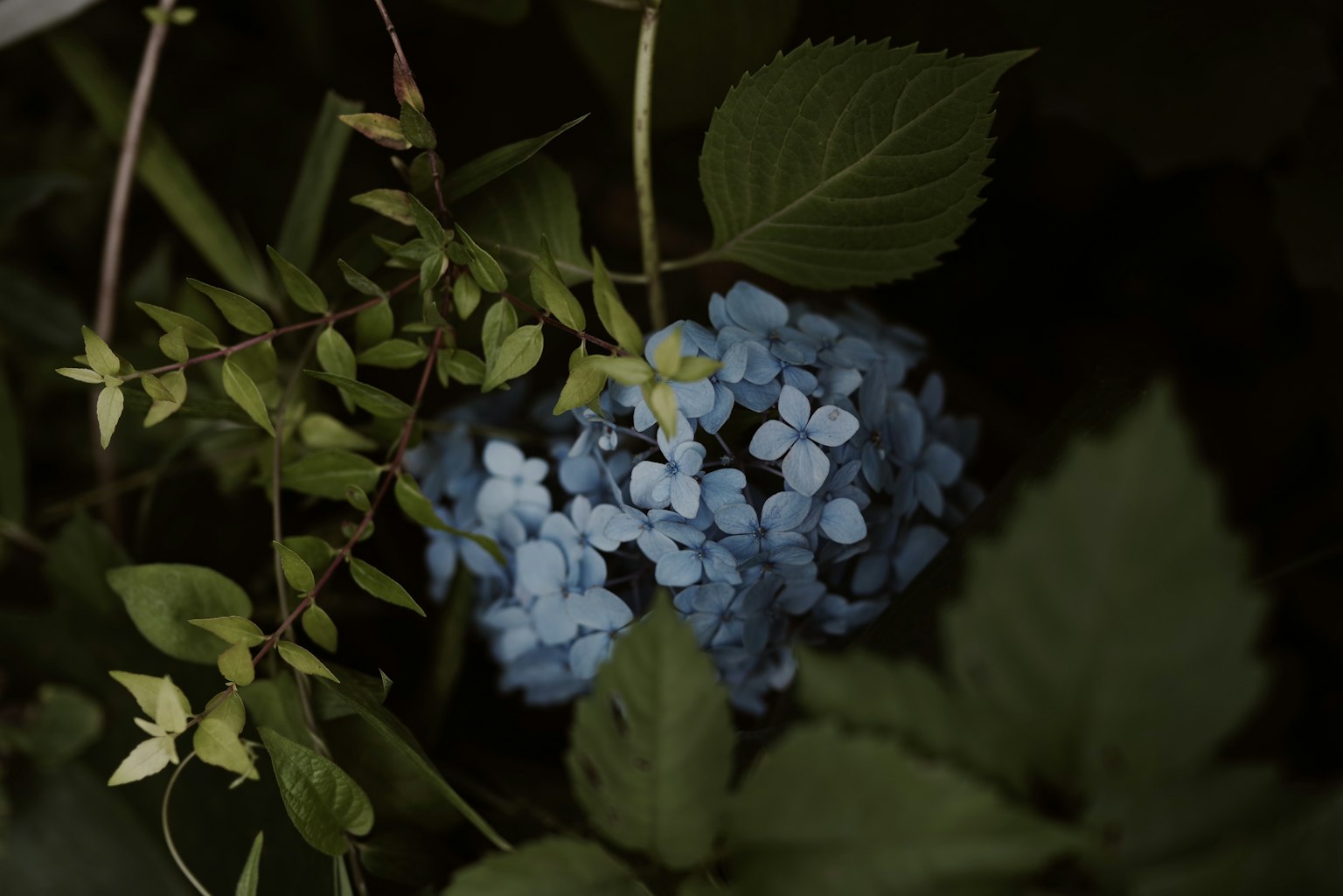 Un gruppo di fiori blu circondati da foglie verdi in un ambiente scuro