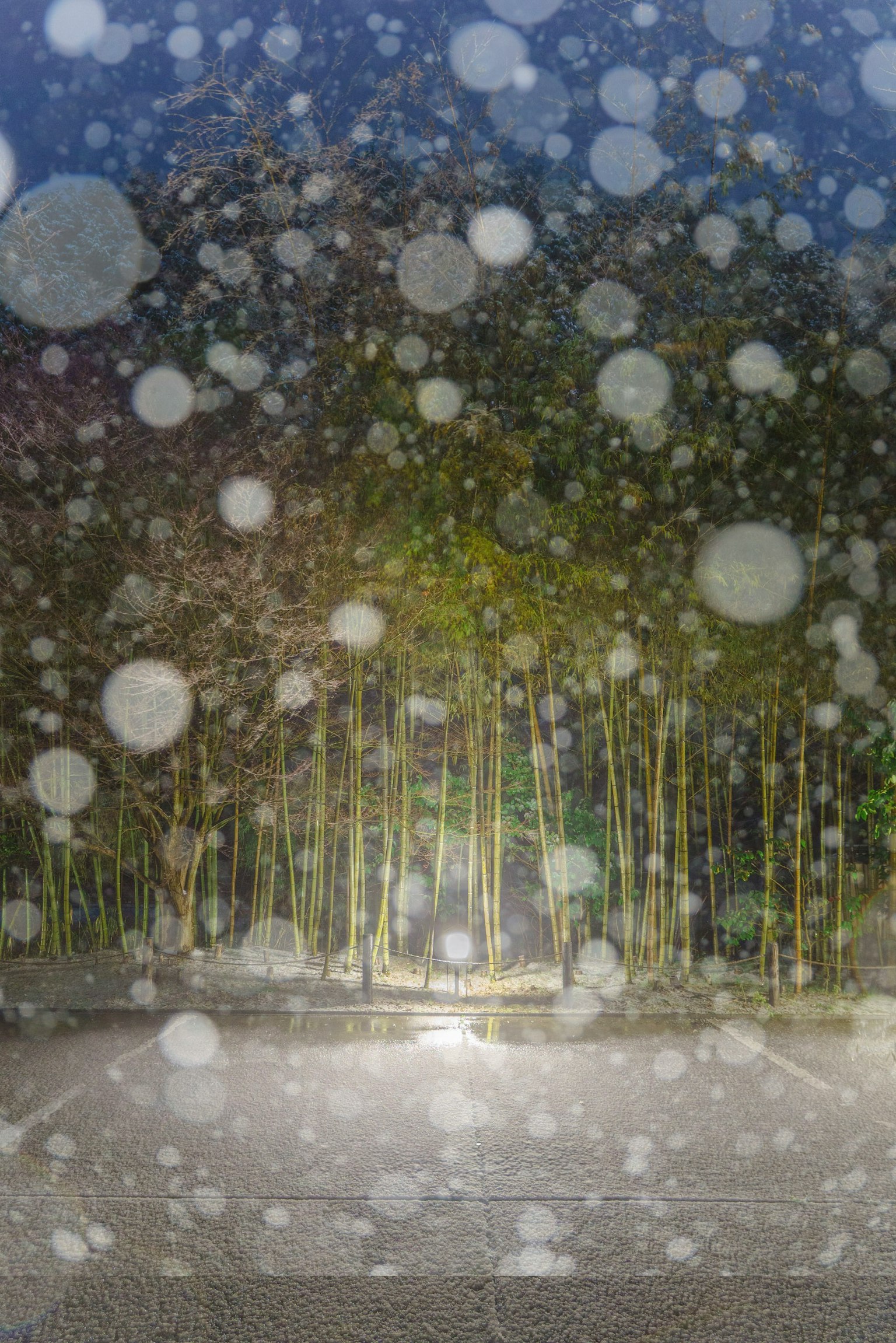 A misty image with bright light and blurred trees in the dark background