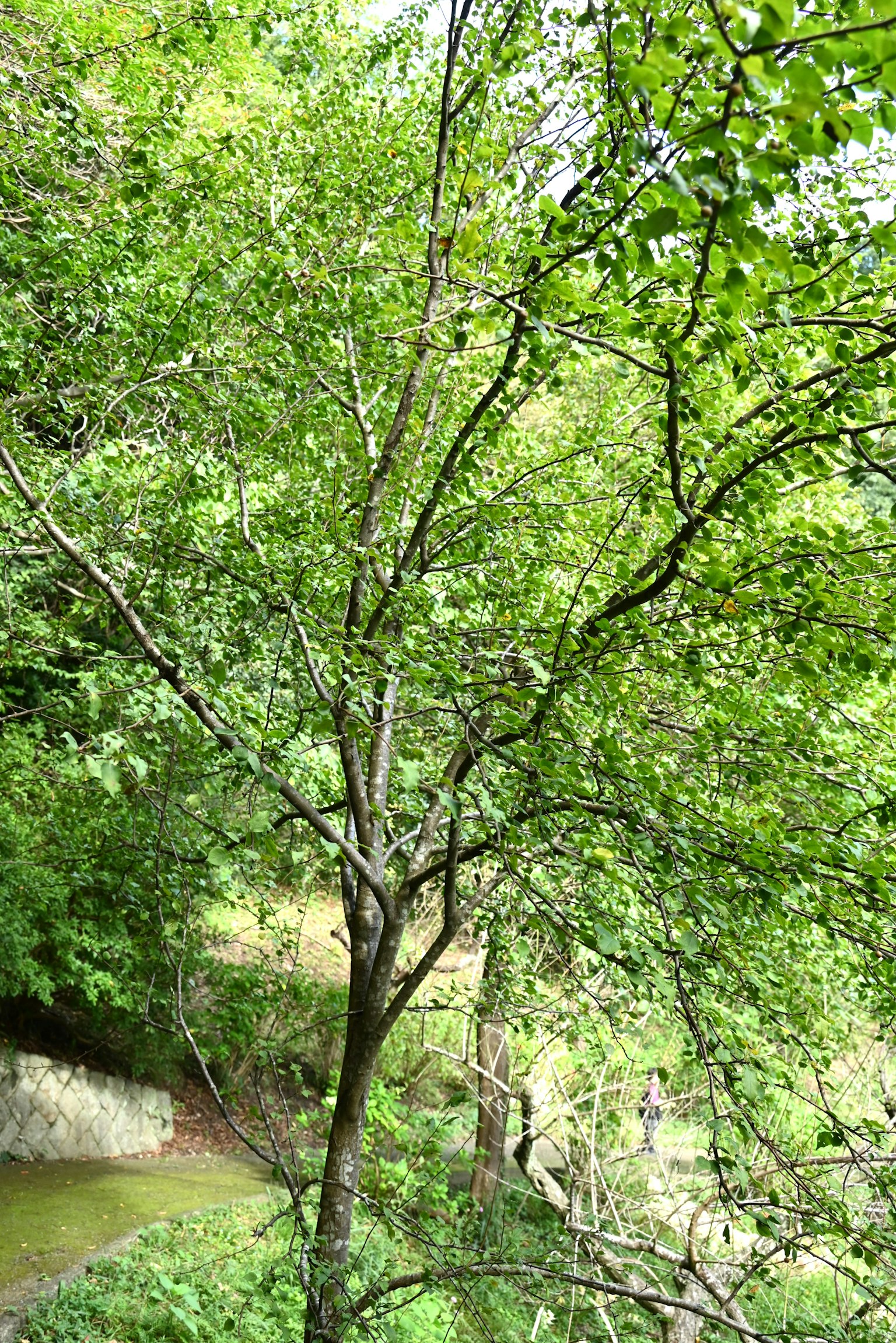 Arbre vert luxuriant avec un paysage naturel environnant