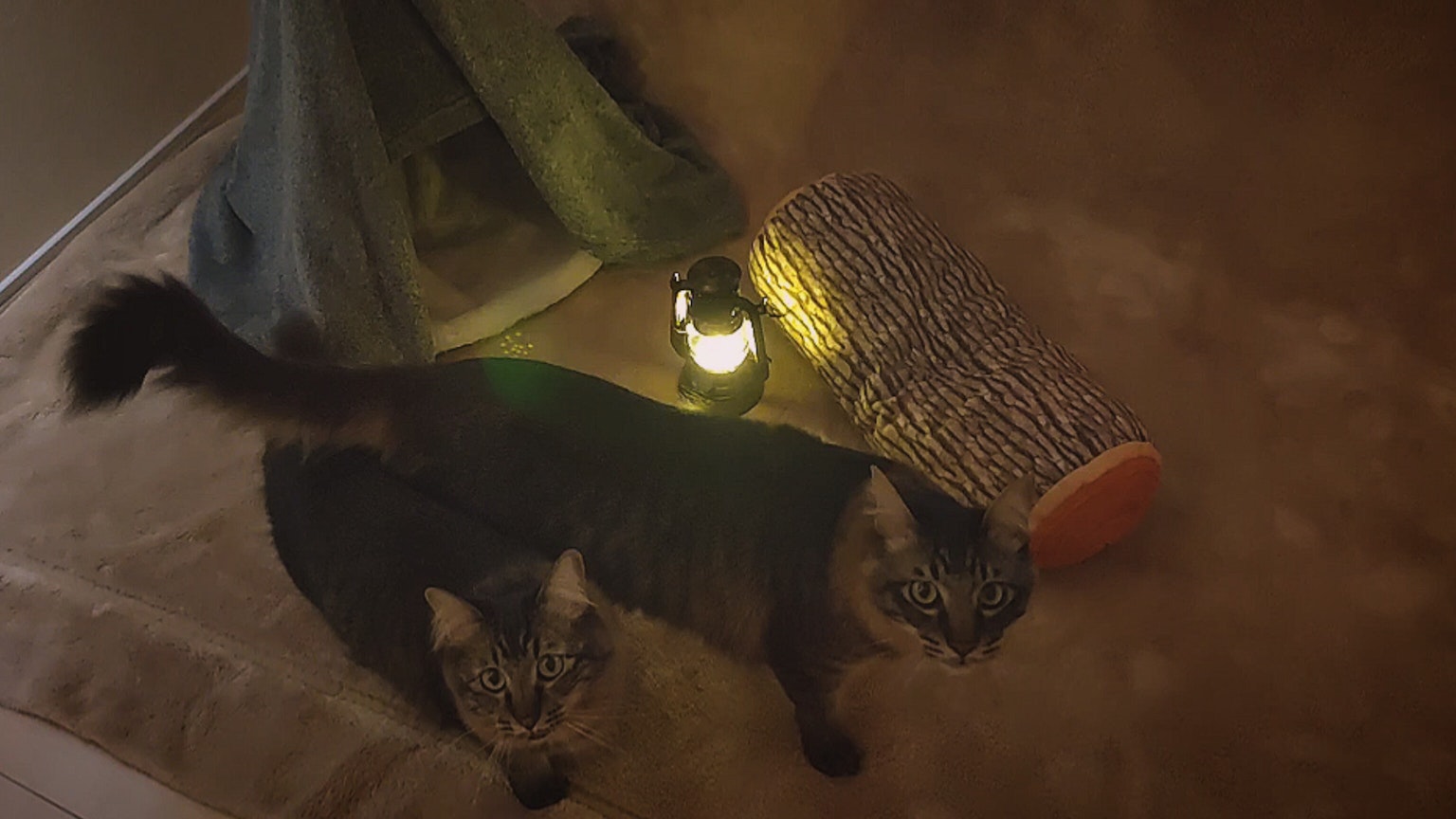 两只猫在灯旁，旁边有毯子帐篷和抓挠柱