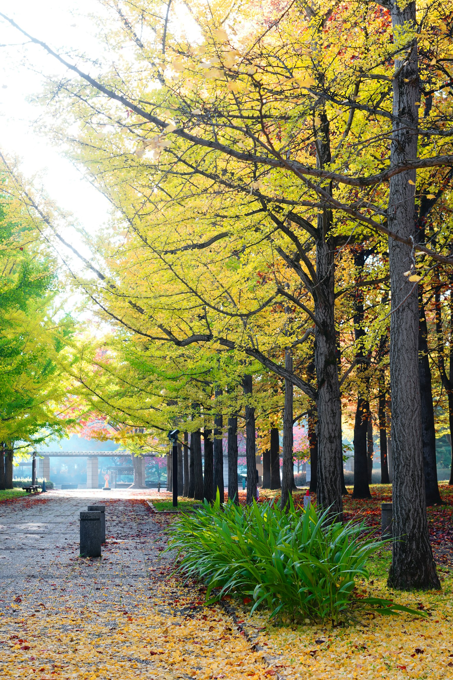 Sendero flanqueado por árboles ginkgo y plantas verdes en un parque de otoño