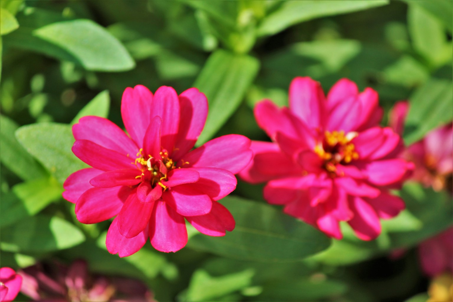 Primo piano di fiori rosa vivaci che sbocciano tra le foglie verdi