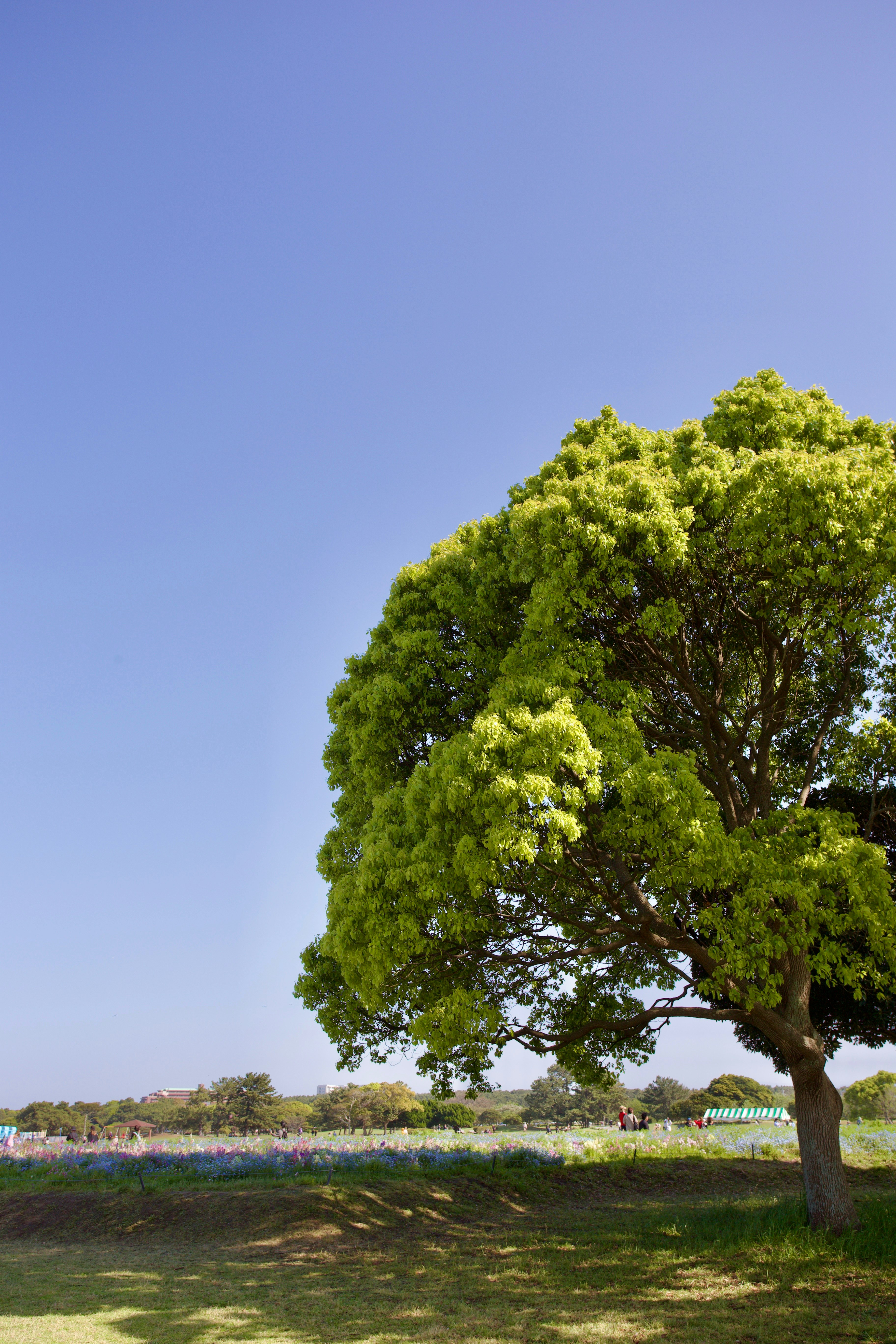 青空の下の大きな木と芝生の公園