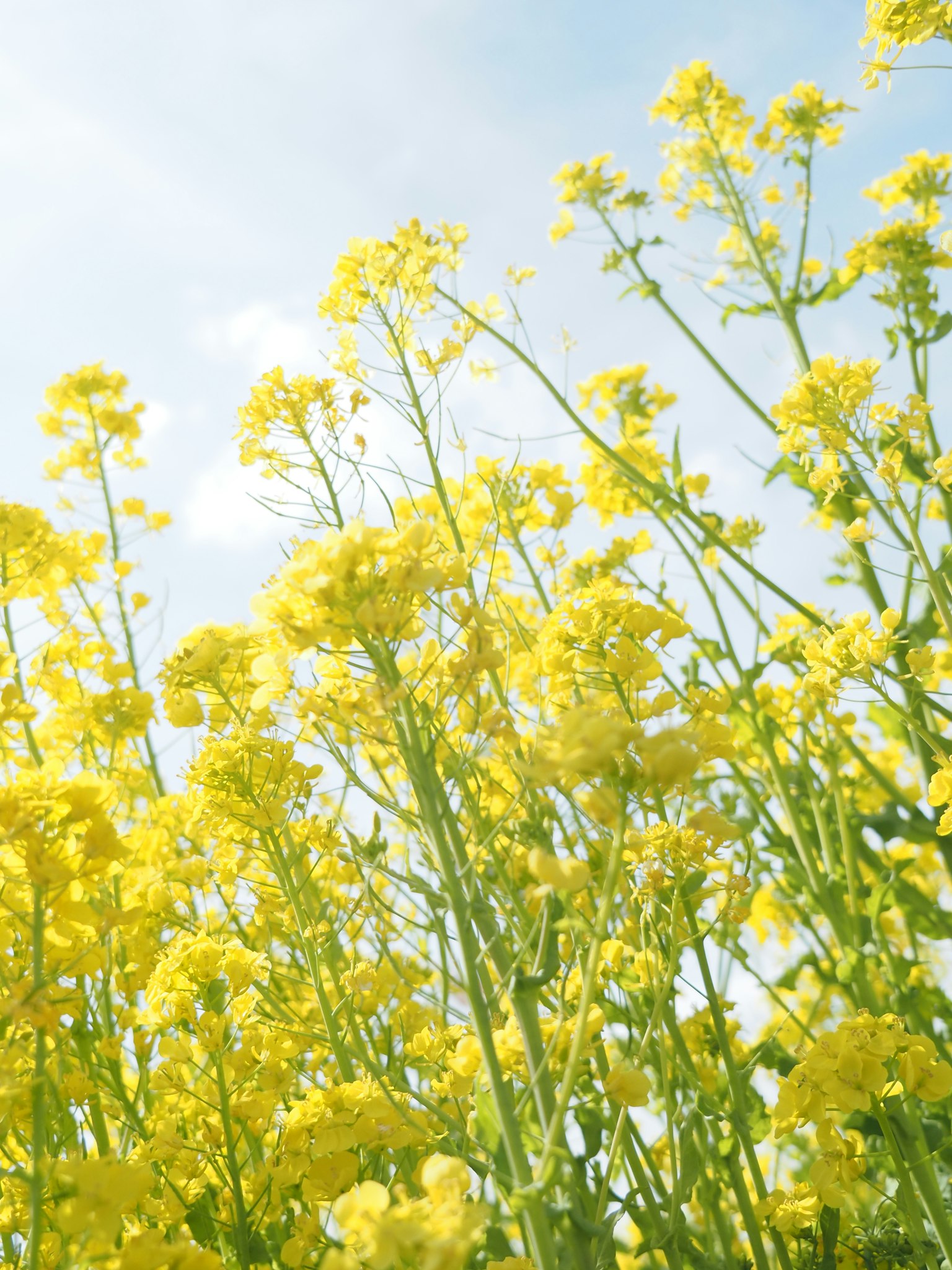 Groupe de plantes à fleurs jaunes s'élevant vers le ciel bleu