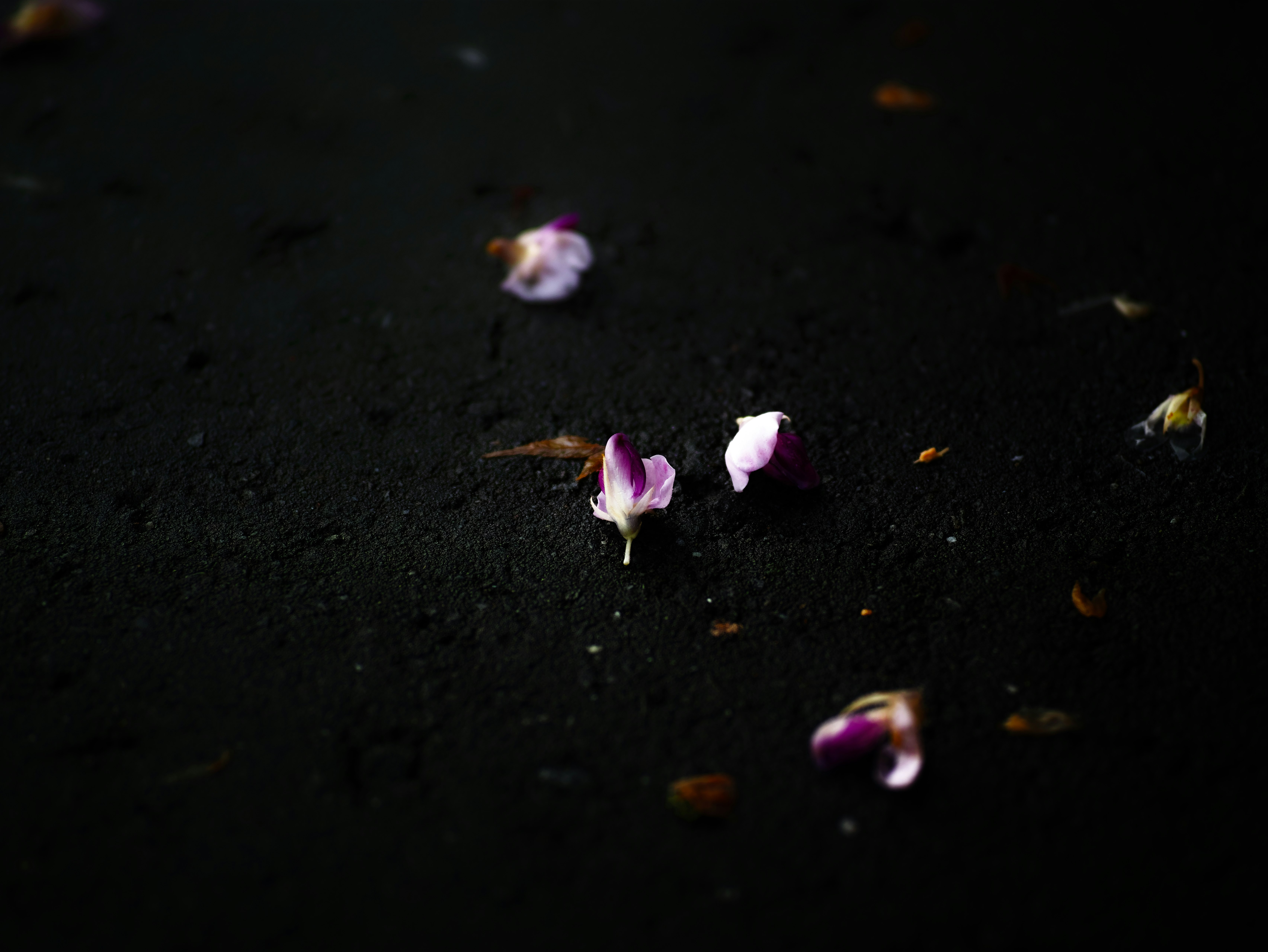 黒い路面に散る紫の花びら