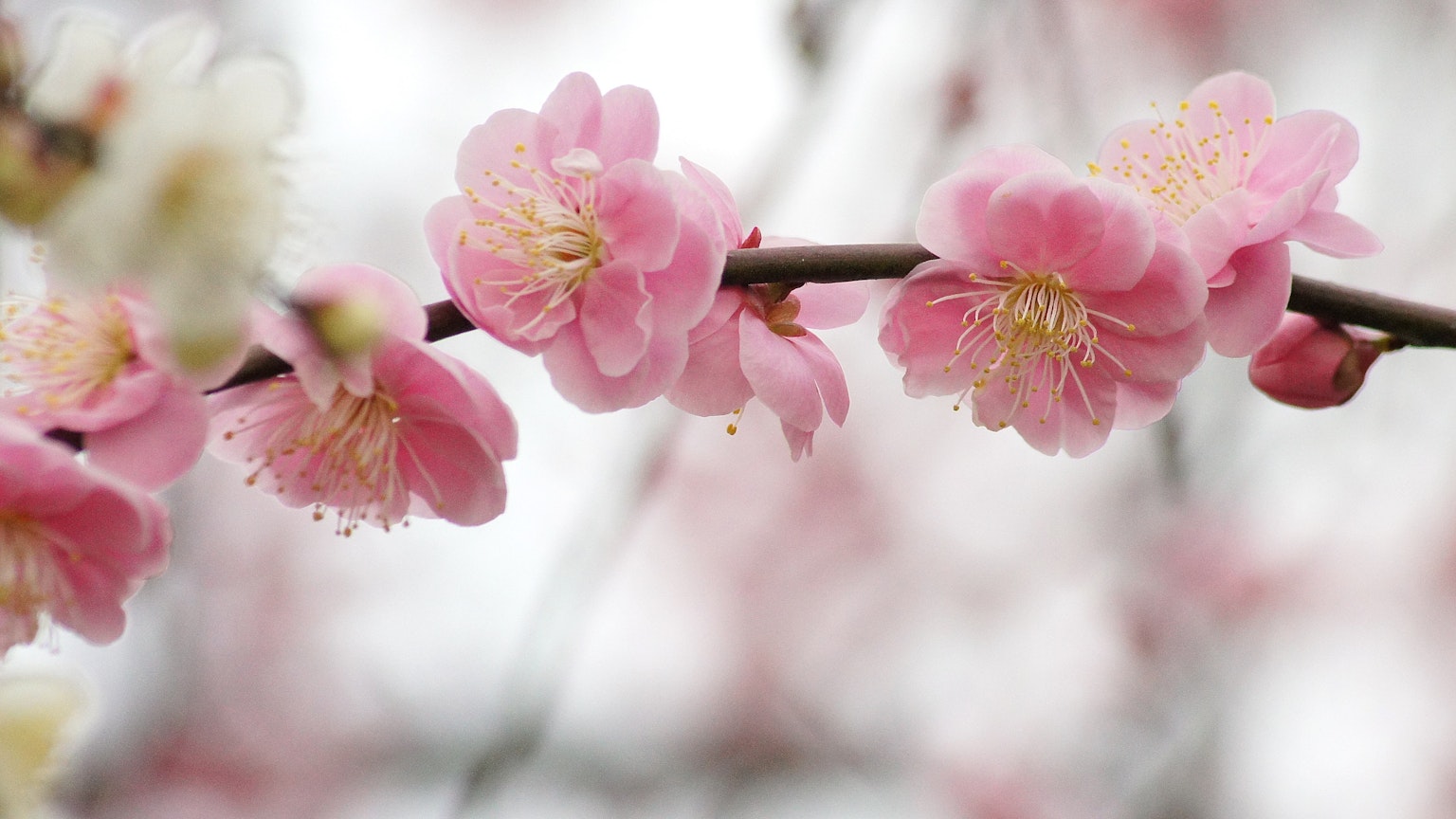 Primer plano de flores de cerezo en una rama