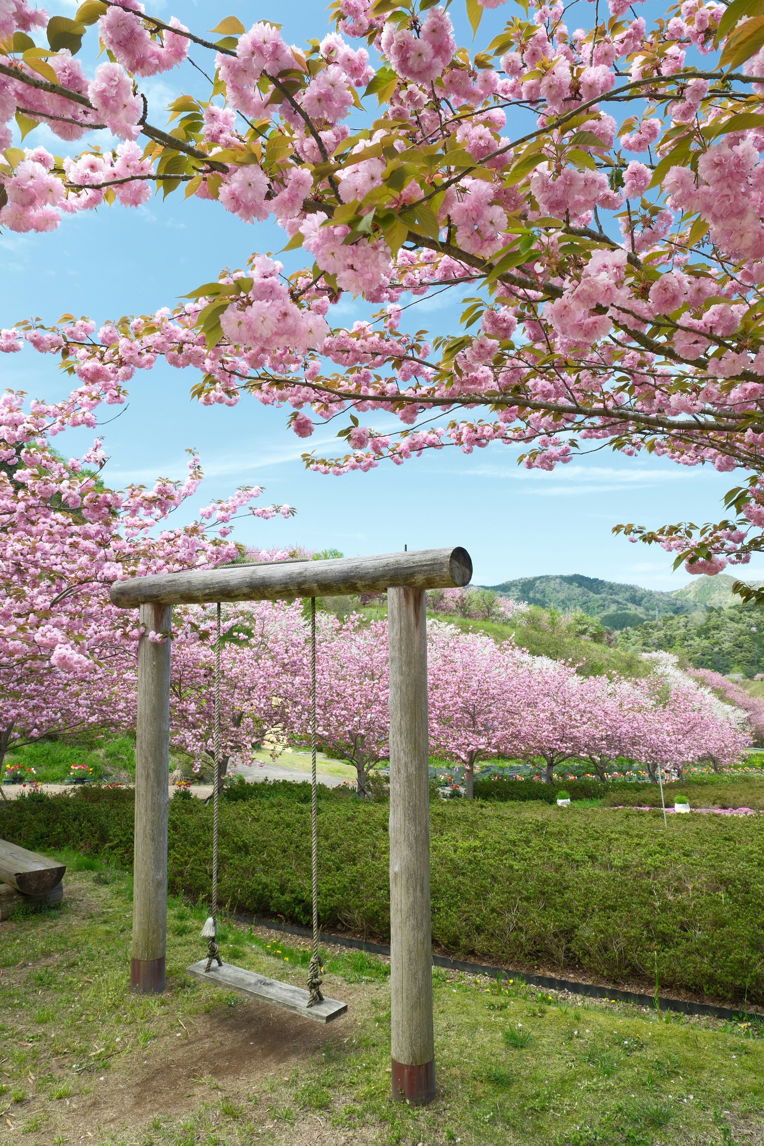 京丹後市の八重桜が咲く花郷okadaのブランコ