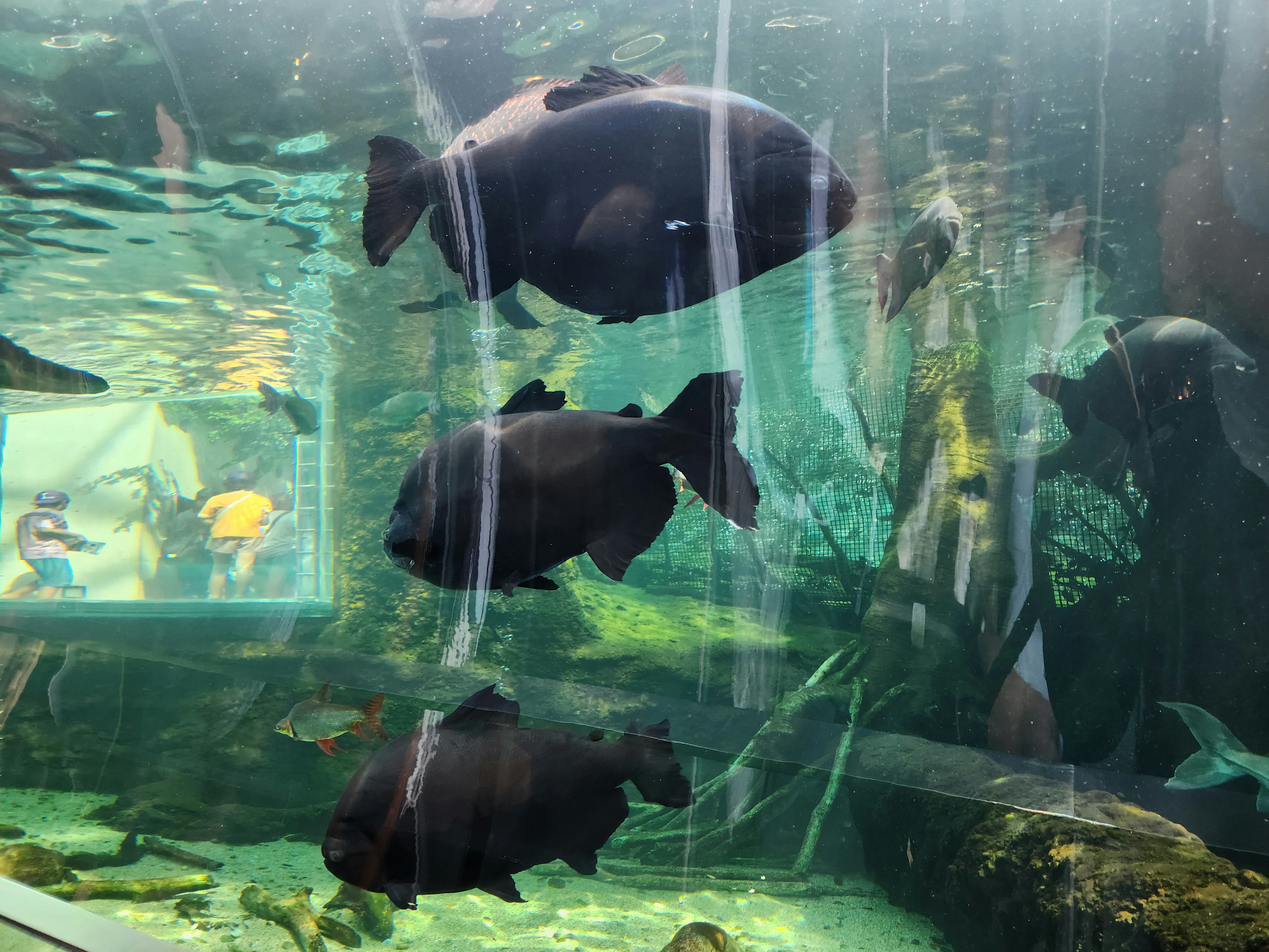 banc de poissons nageant derrière une vitre d’aquarium