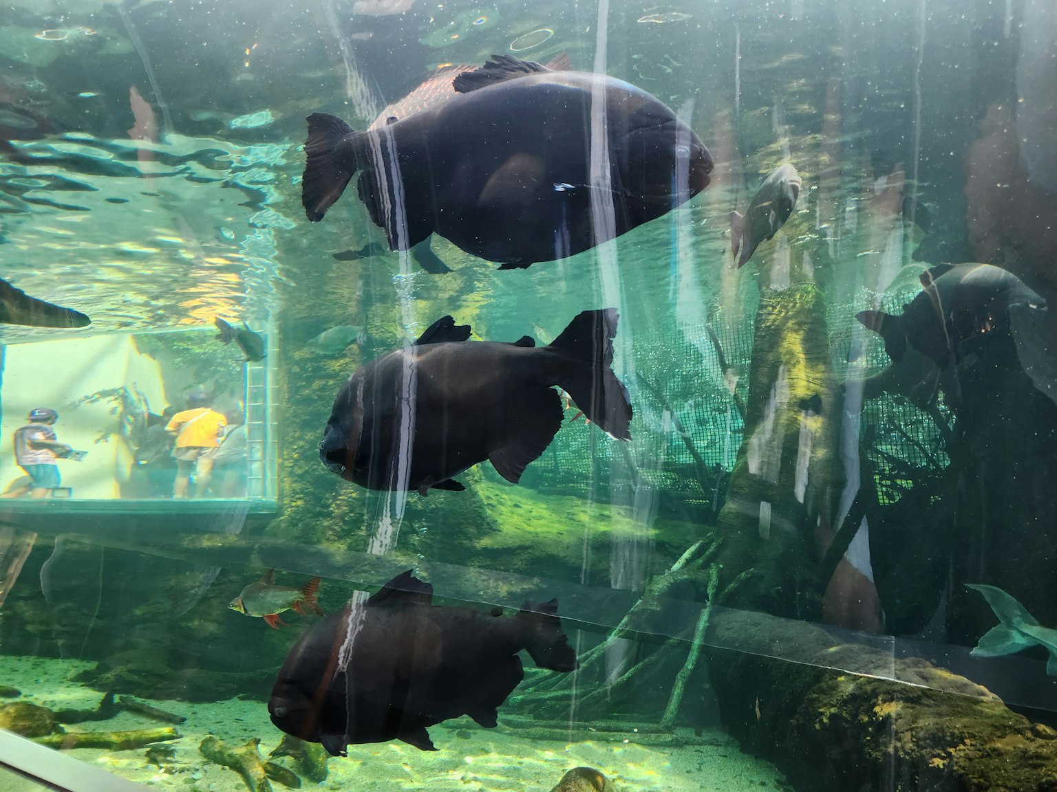 Poissons noirs nageant dans un aquarium avec un fond verdâtre