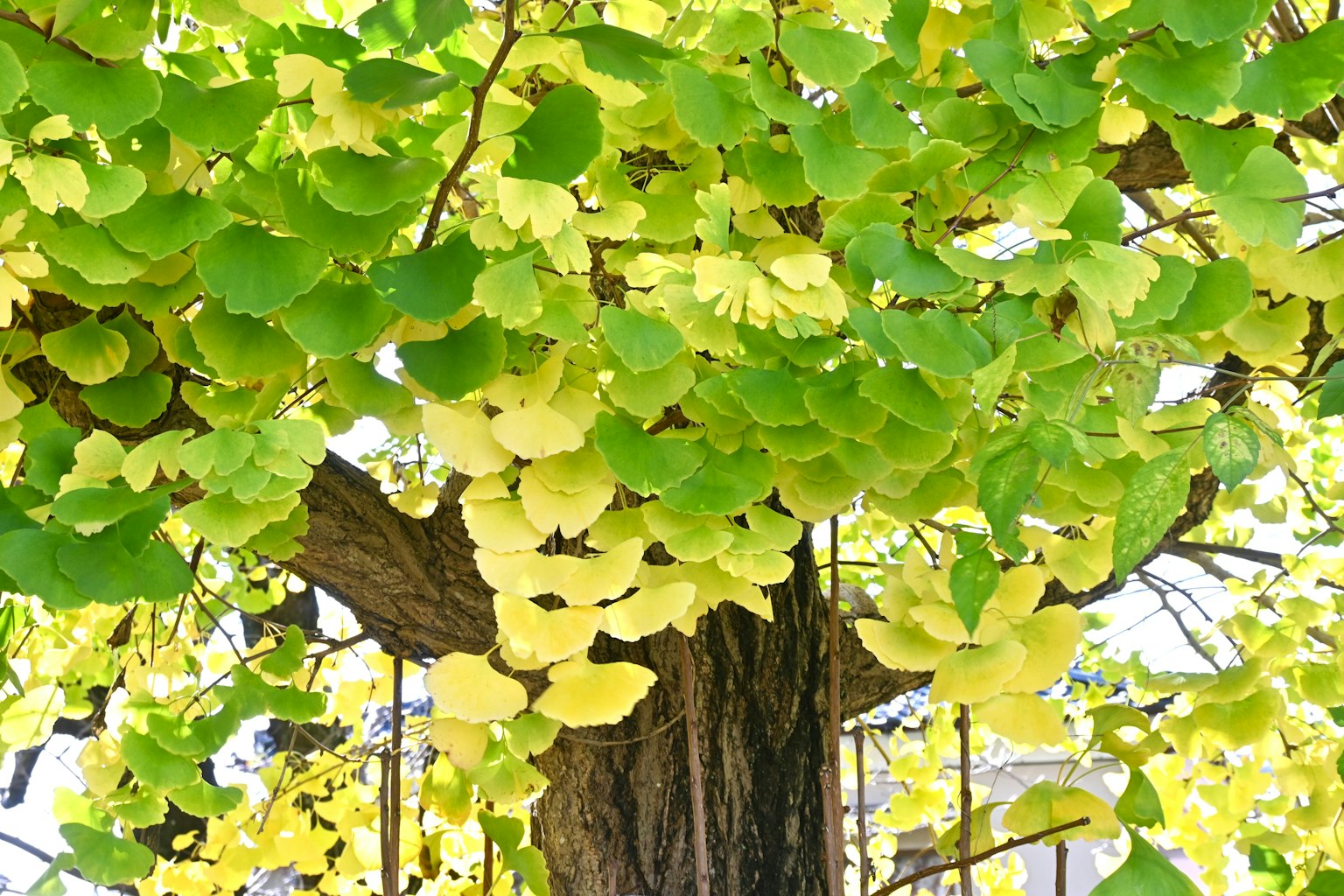 Ginkgoblätter in lebhaften grünen und gelben Farbtönen