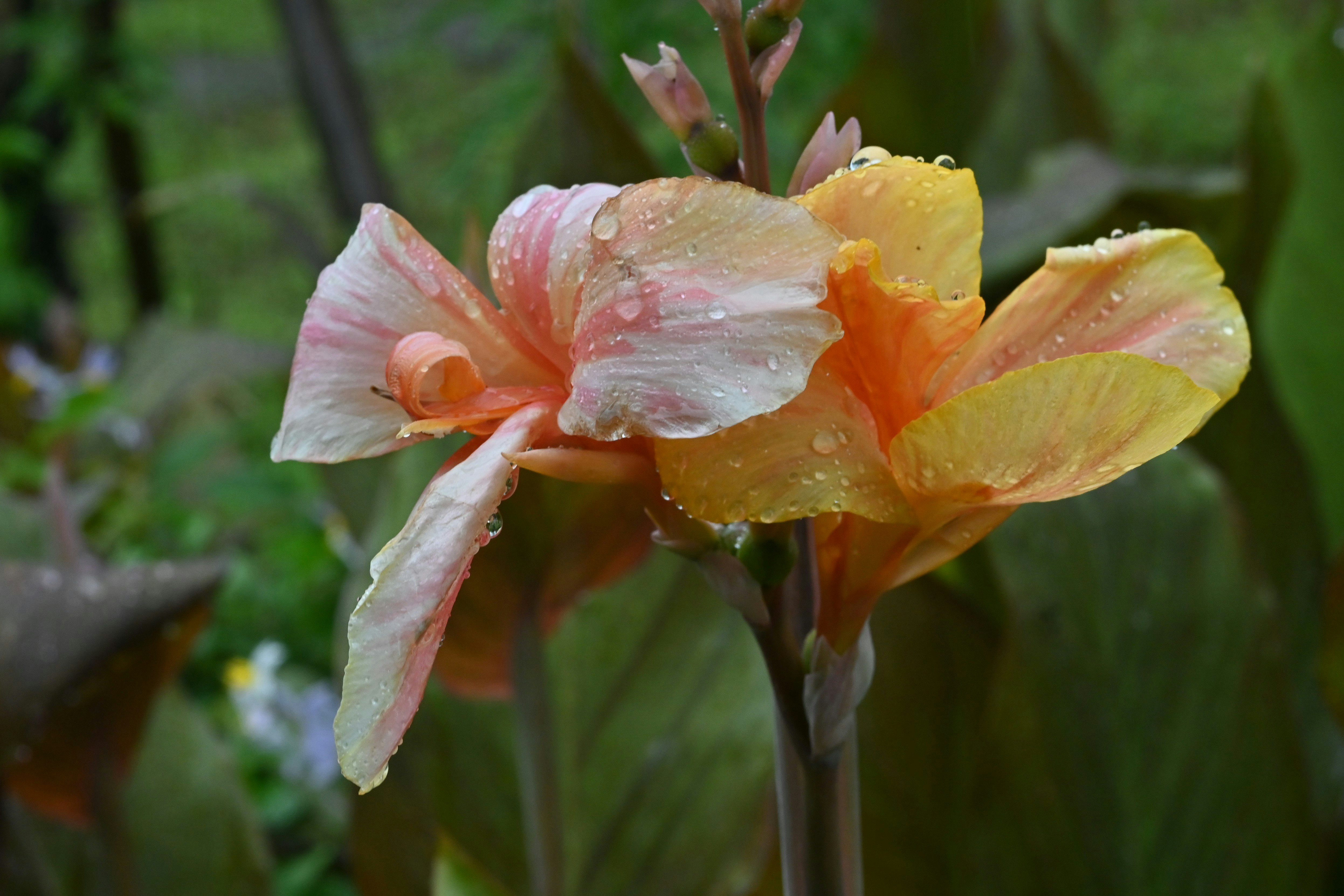 雨上がりのカンナの花に滴る雫