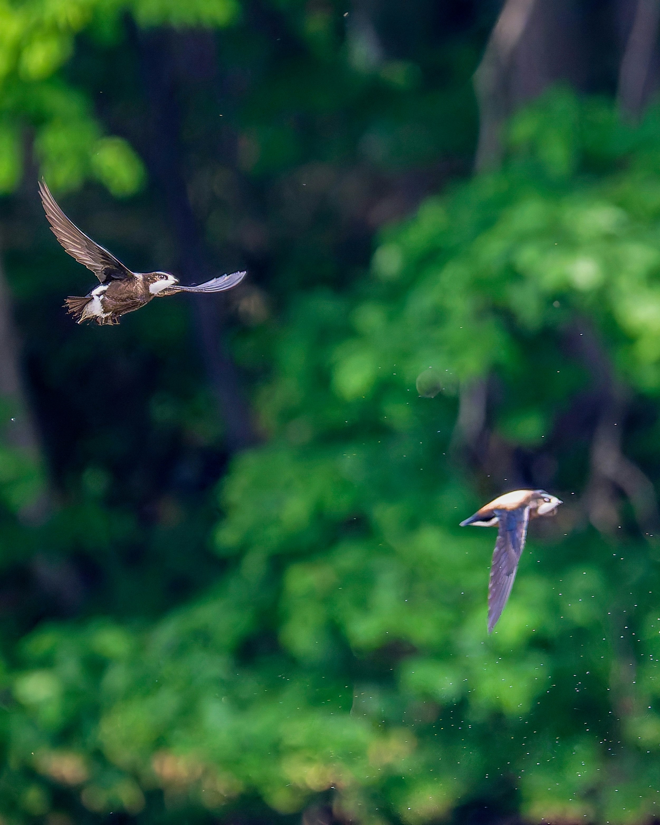 burung mirip walet terbang dengan latar hutan hijau